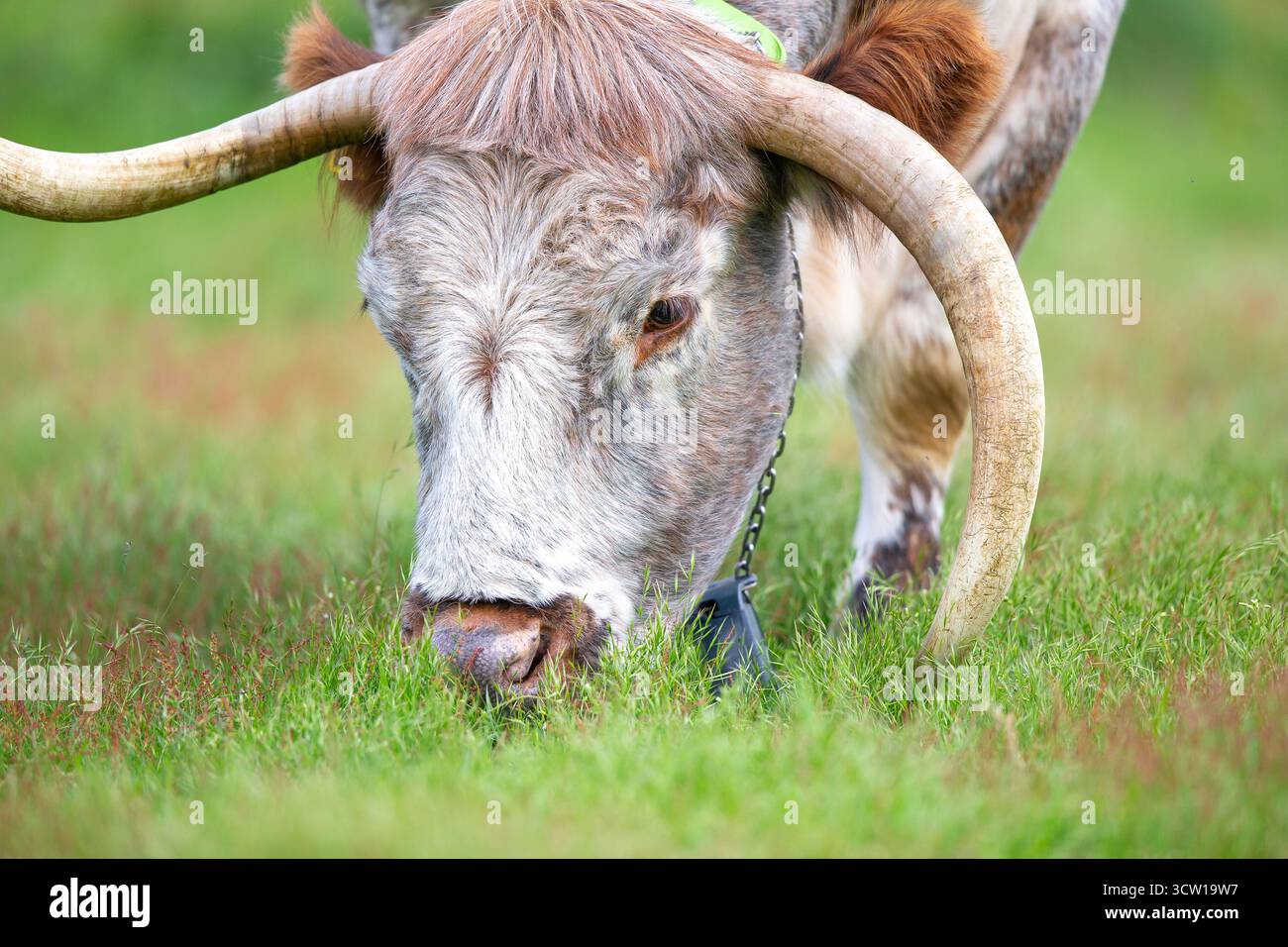 Mucca dalle lunghe corna che pascolano in un parco pubblico. Foto Stock