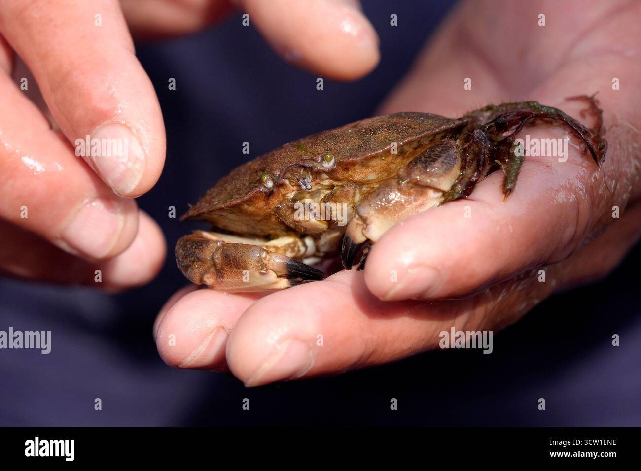 Una mano di pescatori che mostra la vita sottomarina del mare del nord nell'isola di Sylt in Germania Foto Stock