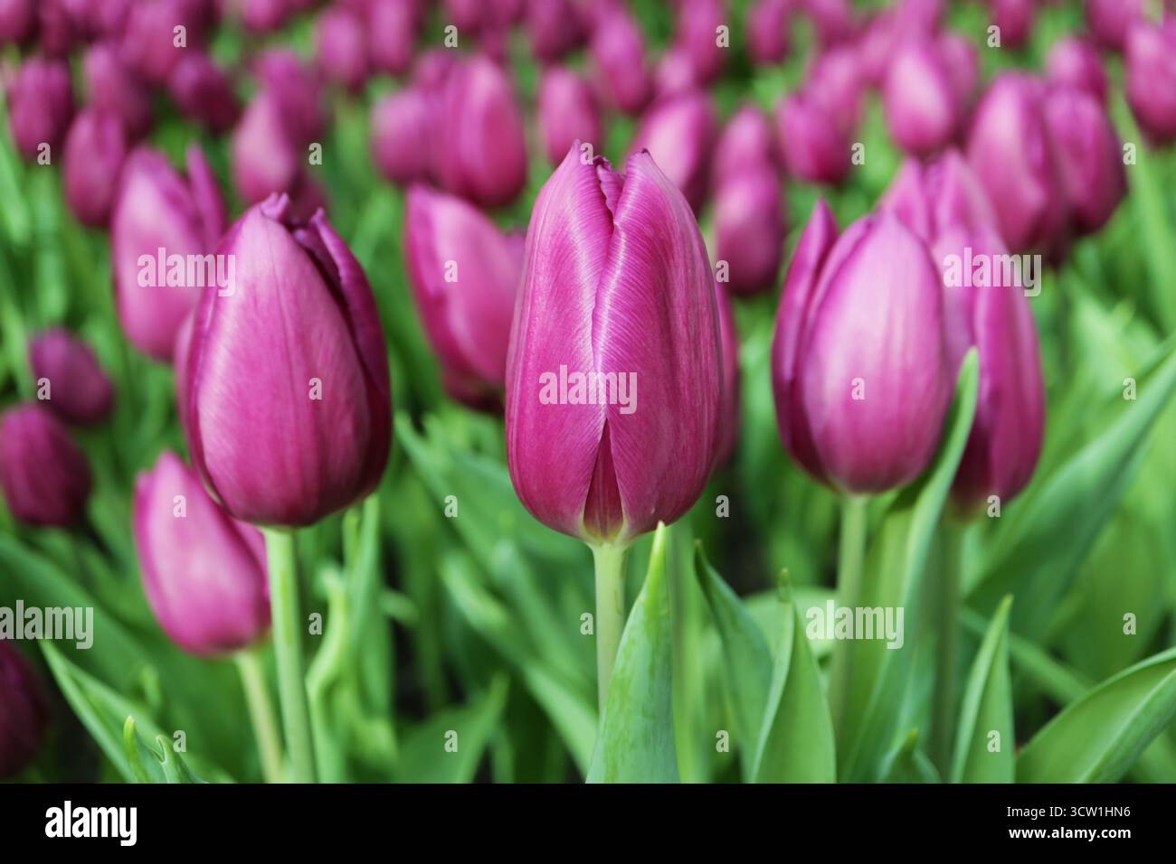 I tulipani con bandiera viola sbocciano sul campo Foto Stock