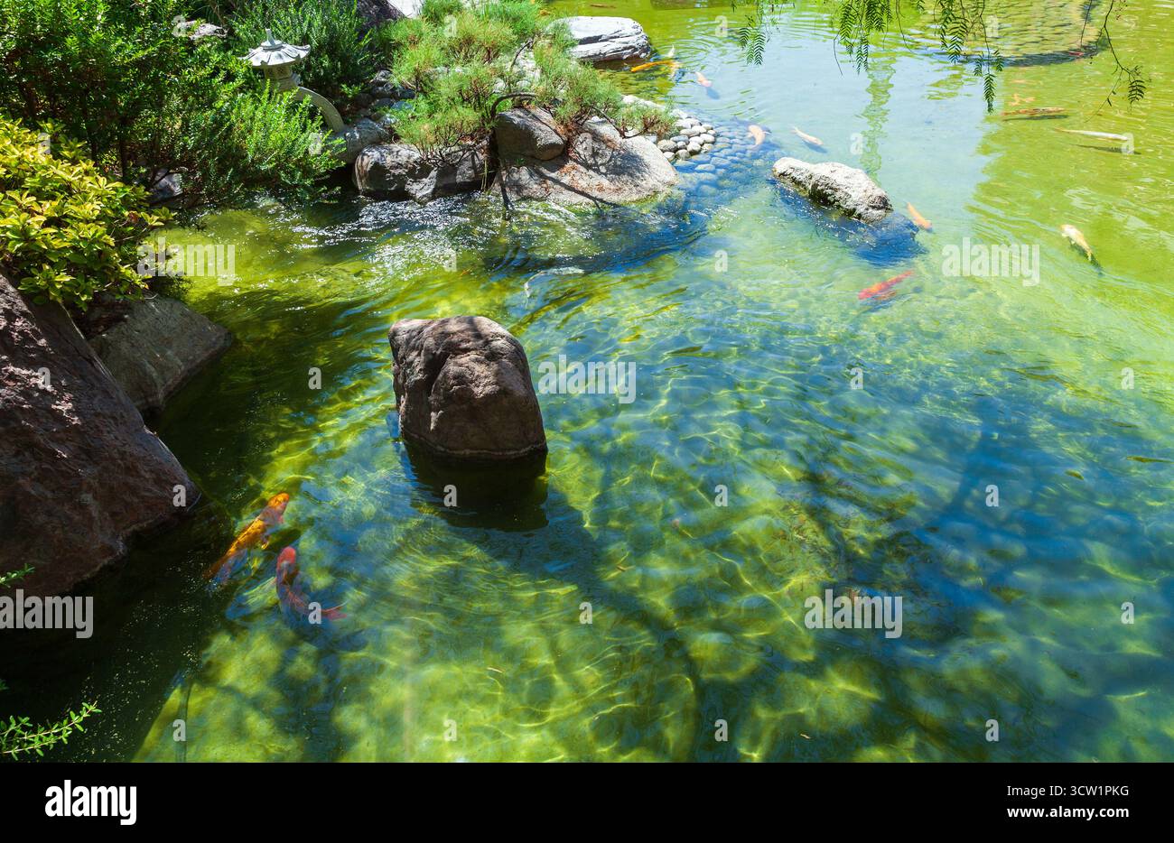 Un tranquillo laghetto di koi circondato da pietre e piante vivaci, con colorate koi che nuotano sotto il sole e acque cristalline. Montecarlo, Monaco Foto Stock