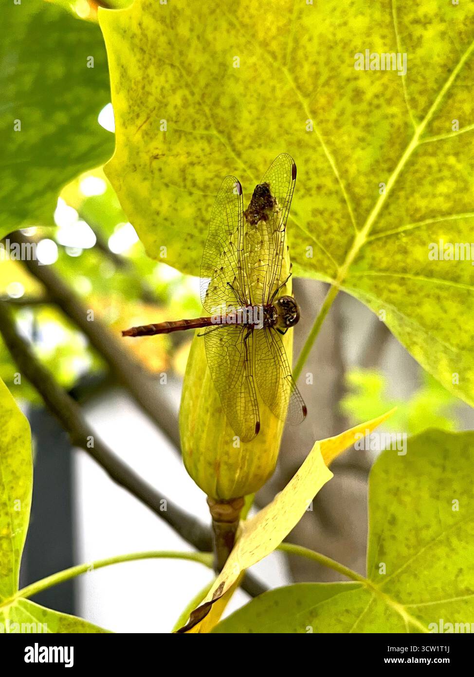 Libellula comune che poggia su un recipiente maturo o su un baccello di semi di un tulipano Liriodendron tulipifera in autunno, Bulgaria, Europa orientale, Balcani - Immagine stock catturata con smartphone