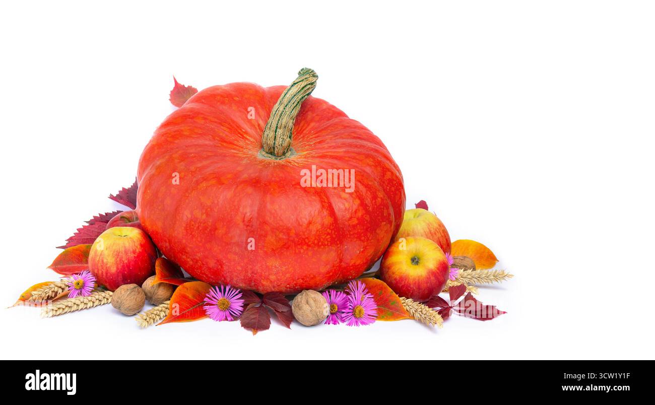 Composizione autunnale con zucca, mele, orecchie di frumento, foglie autunnali colorate, noci e fiori su sfondo bianco con spazio per copiare il testo Foto Stock