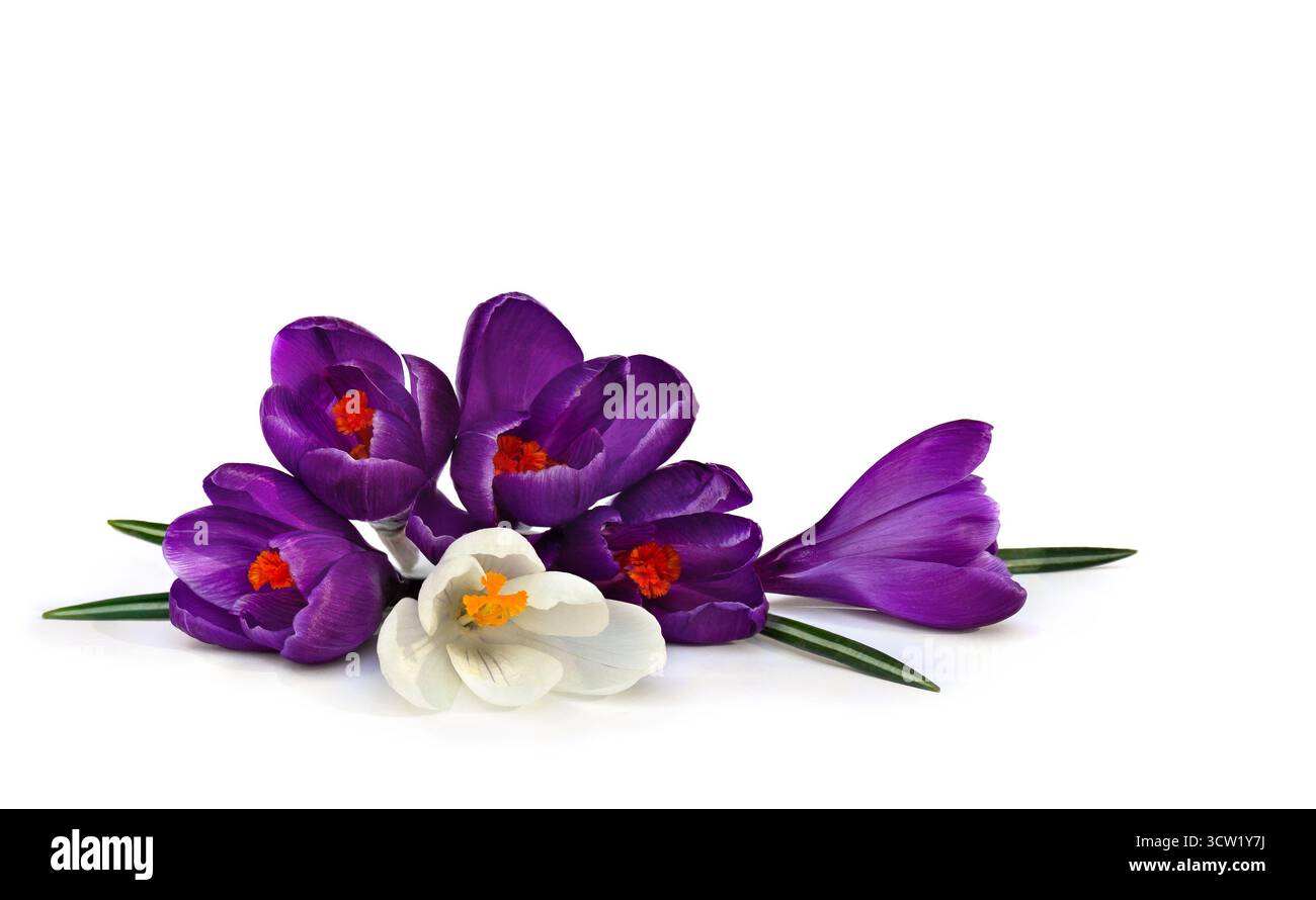 Fiori viola e bianchi si incrociano su uno sfondo bianco con spazio per il testo. Fiori primaverili Foto Stock