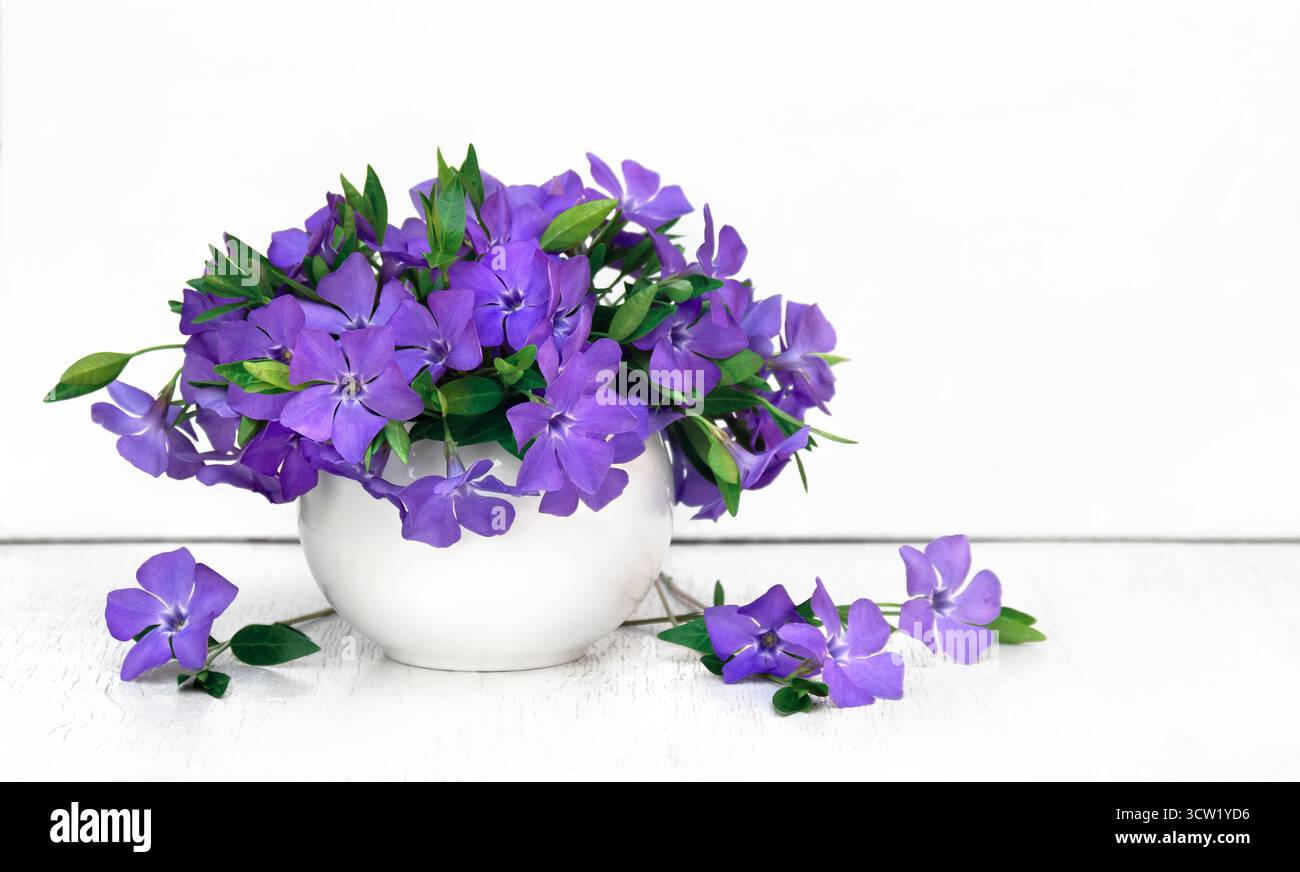 Fiori viola blu bouquet periodano in vaso di porcellana su un tavolo bianco con spazio per il testo Foto Stock