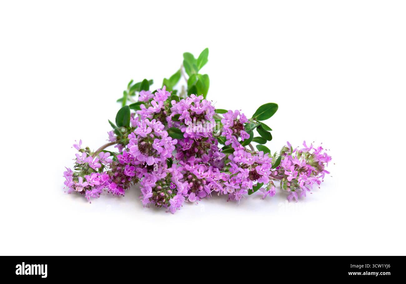 Fiori viola Thymus vulgaris ( timo ) su sfondo bianco con spazio per il testo Foto Stock