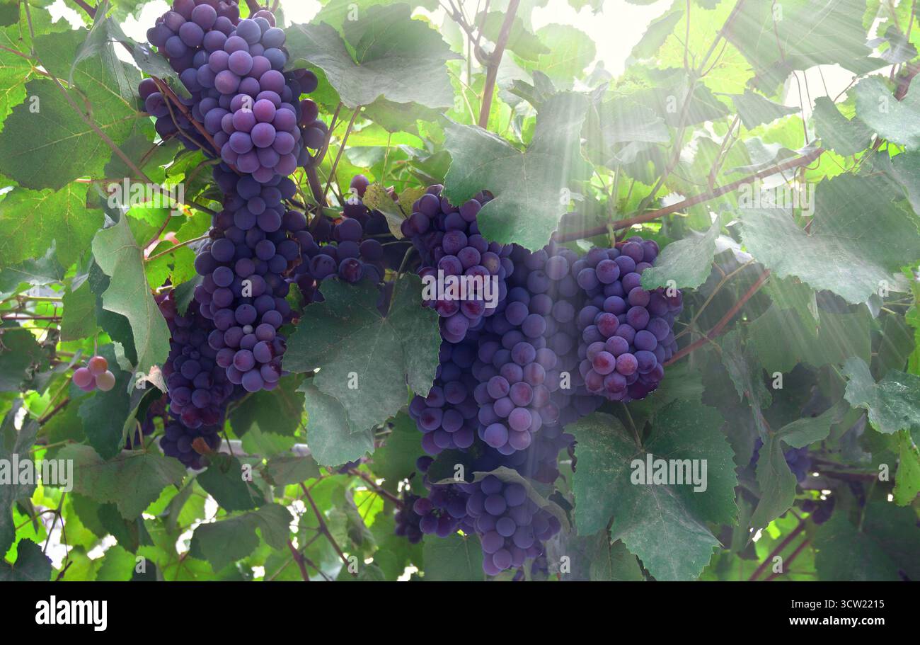 Grappoli di uve fresche di colore blu scuro sulla vite durante il periodo di maturazione con spazio per il testo Foto Stock