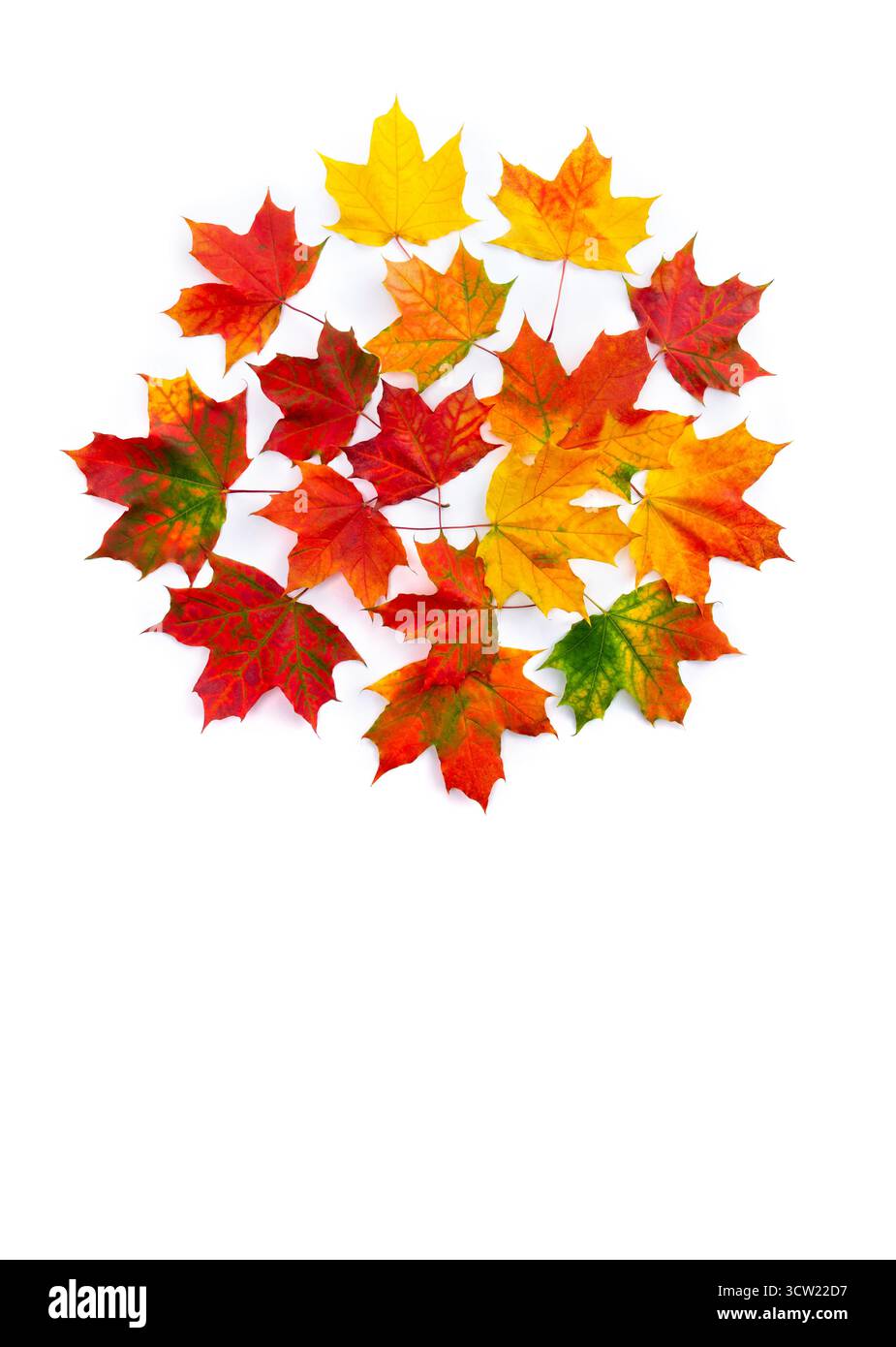 Foglie d'acero autunnale su sfondo bianco con spazio per il testo. Vista dall'alto, disposizione piatta Foto Stock