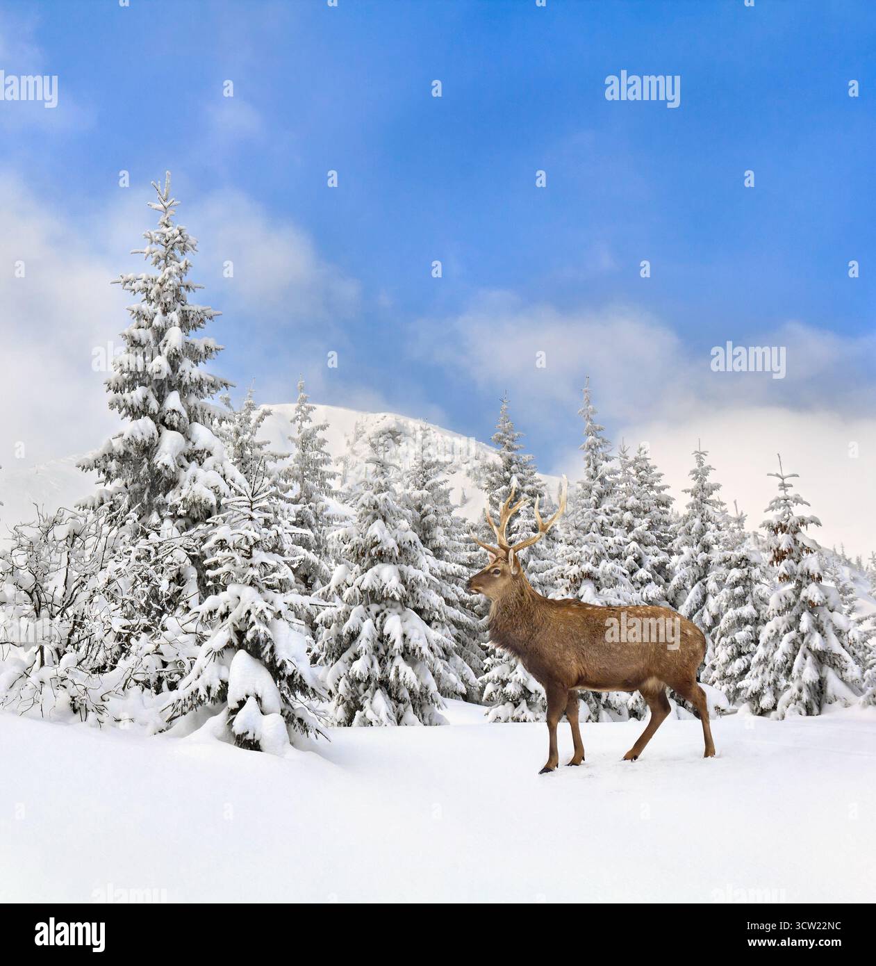 Paesaggio invernale con cervi sika (Cervus nippon, cervi maculati), passeggiate nella neve nella foresta di abeti e nella glade Foto Stock