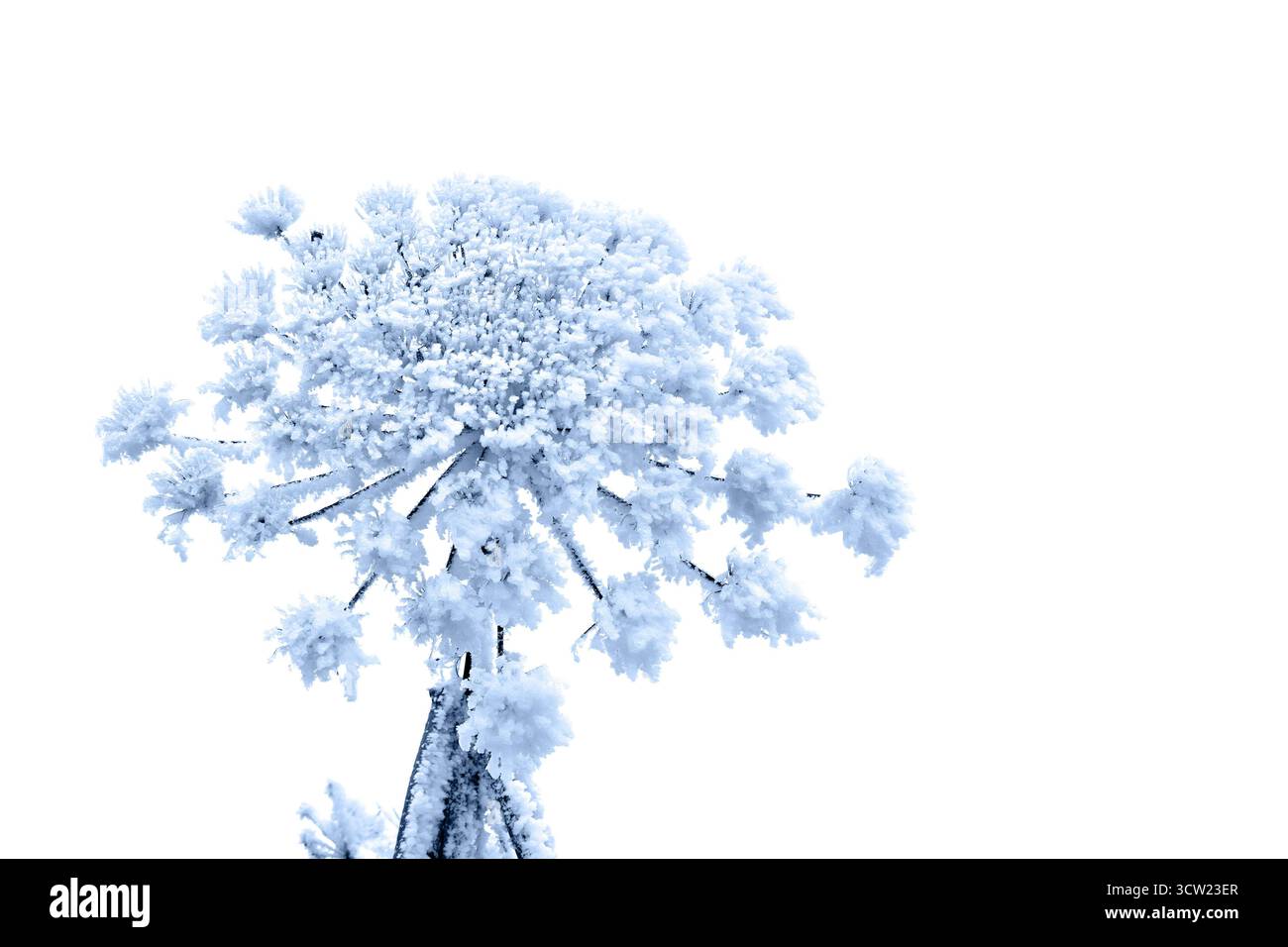 Fiore ( Heracleum sphondylium ) in inverno coperto di ghiaccio ghiacciato in inverno su sfondo bianco con spazio per il testo Foto Stock