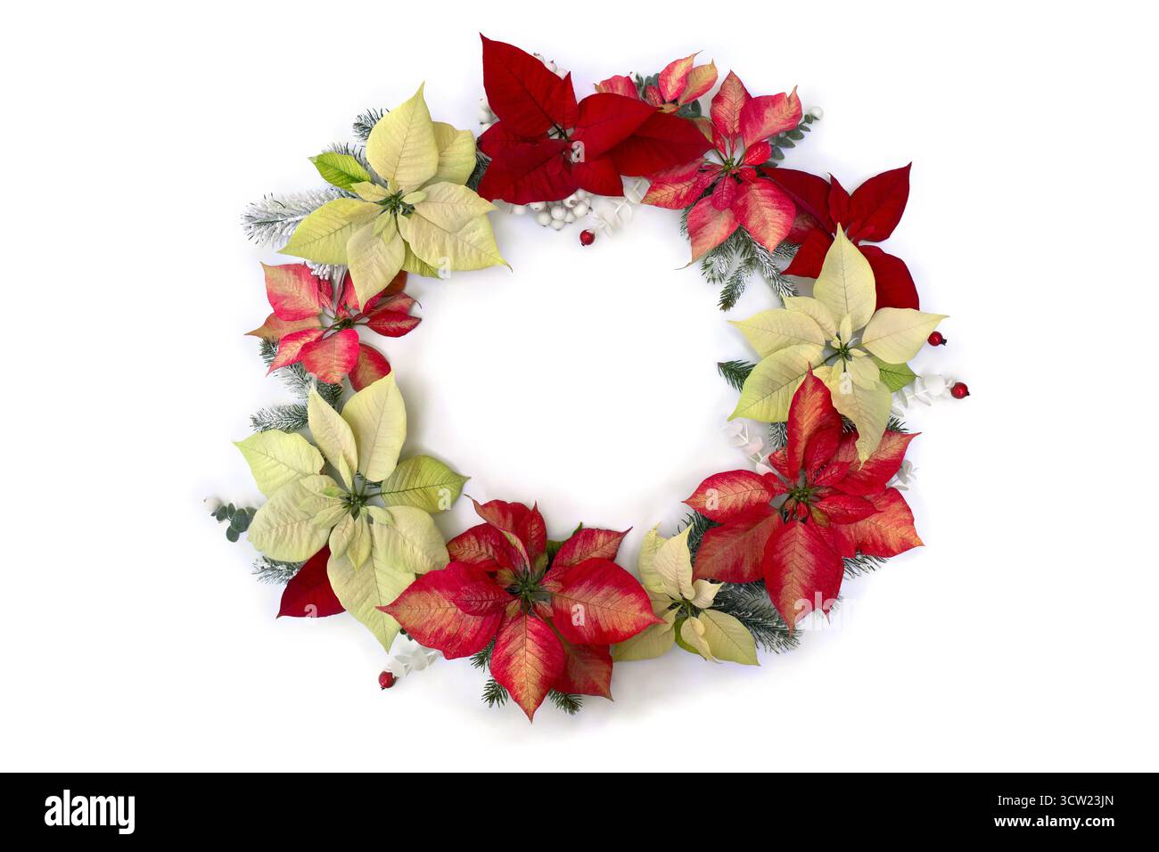 Decorazione natalizia. Fiori di poinsettia bianco giallo e arancio rosso arancio, albero di natale ramificato, mistero di bacche, bacche rosse su bianco Foto Stock