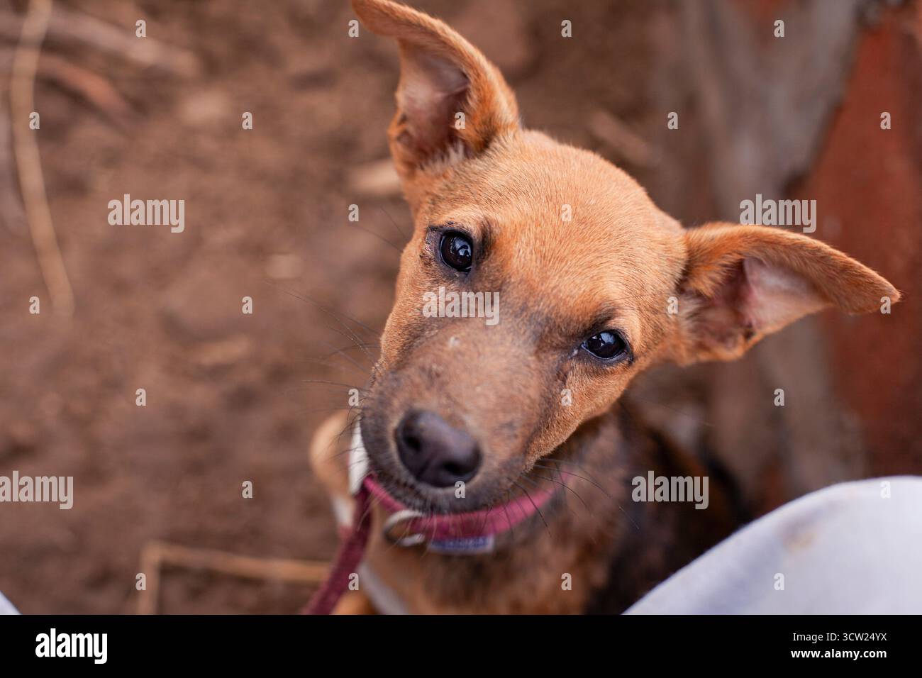 Un primo piano di un piccolo cane proveniente da un santuario per cani in Tanzania. I suoi occhi luminosi e le sue orecchie attente catturano un momento di pura curiosità e calore. Foto Stock Un primo piano di un piccolo cane proveniente da un santuario per cani in Tanzania. I suoi occhi luminosi e le sue orecchie attente catturano un momento di pura curiosità e calore. Foto Stock
