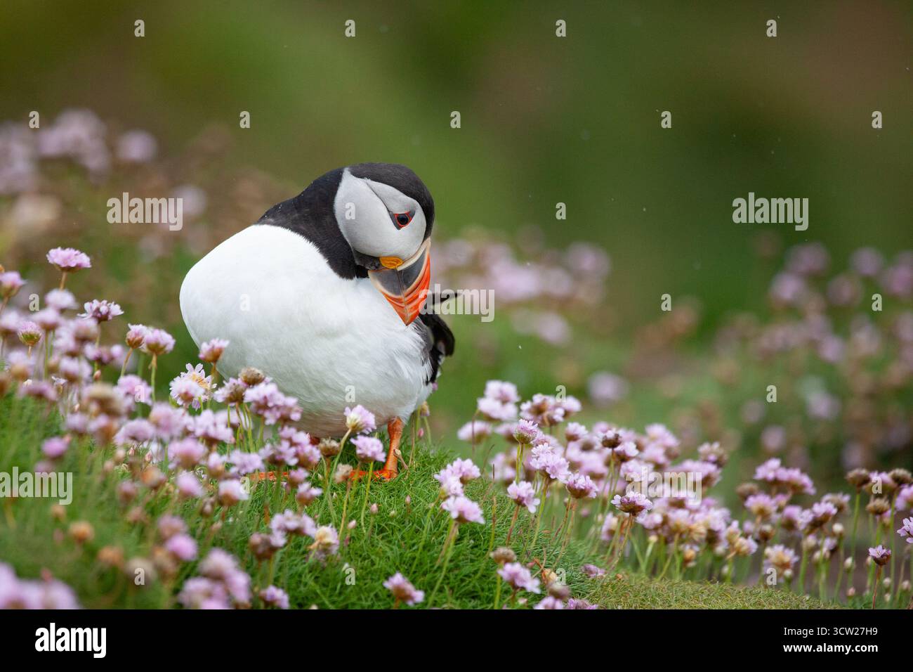 Pulcinella di mare Foto Stock