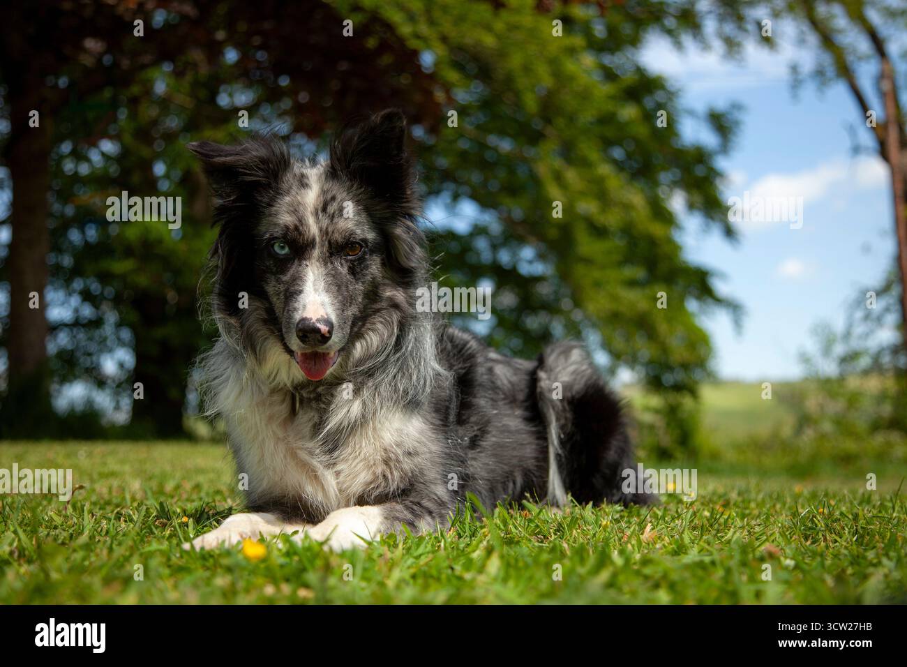 Un'enquisitiva Blue Merle Collie stesa sull'erba morbida. Foto Stock