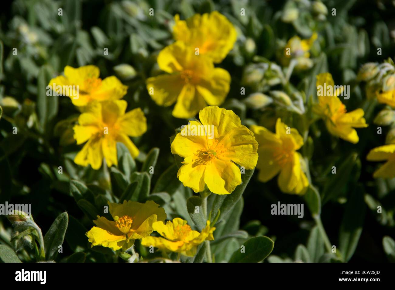 Gialli Cistus/Helianthemum "Rock Rose" Wildflower in mostra ai confini presso RHS Garden Harlow Carr, Harrogate, Yorkshire, Inghilterra, Regno Unito. Foto Stock