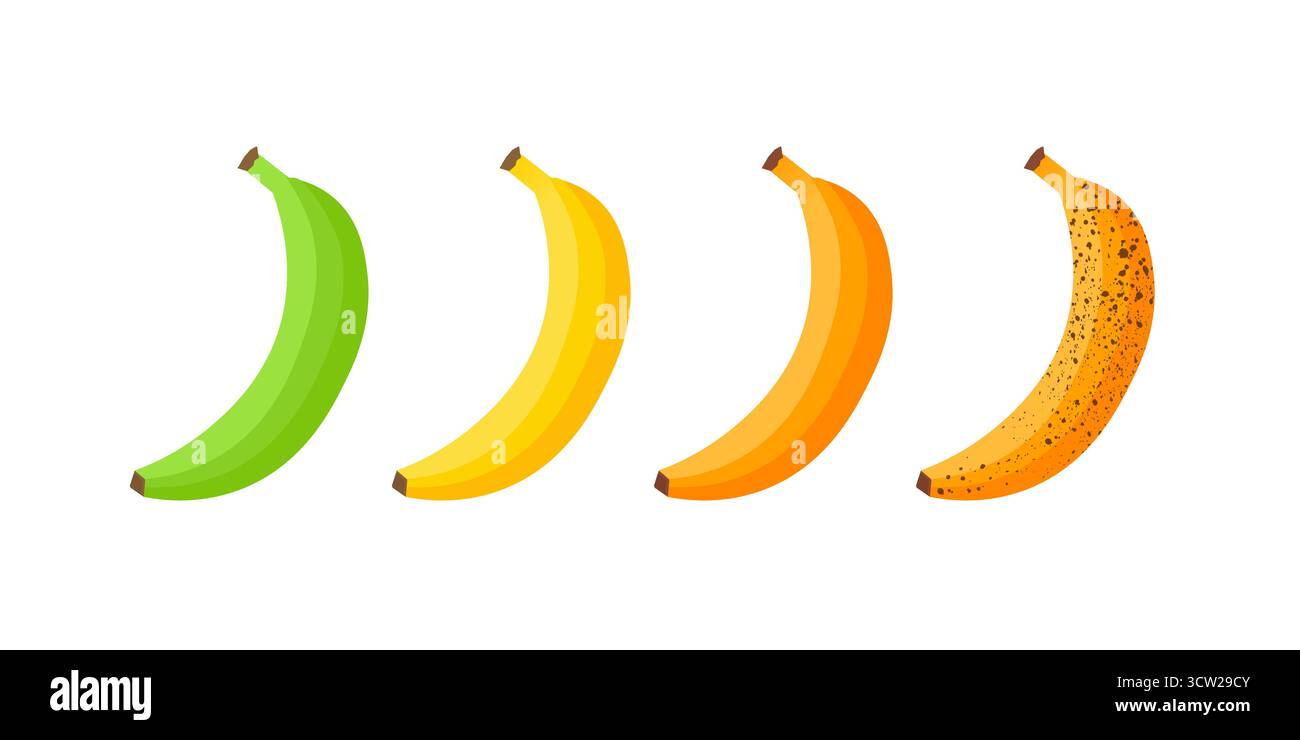 Fasi di maturazione delle banane che mostrano il processo di invecchiamento della frutta Illustrazione Vettoriale