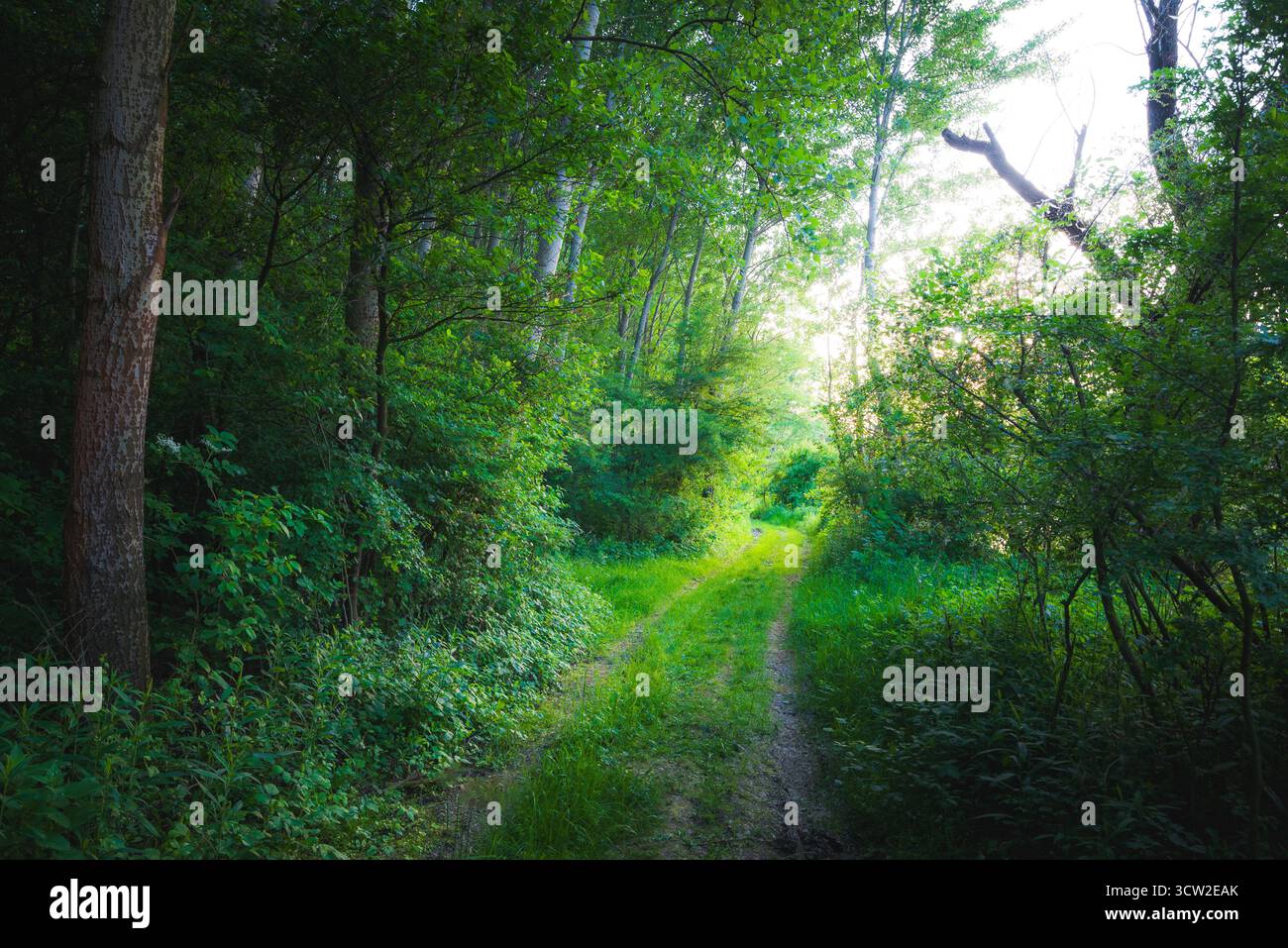 Splendidi alberi della Green Forest, sentiero nella foresta primaverile Foto Stock