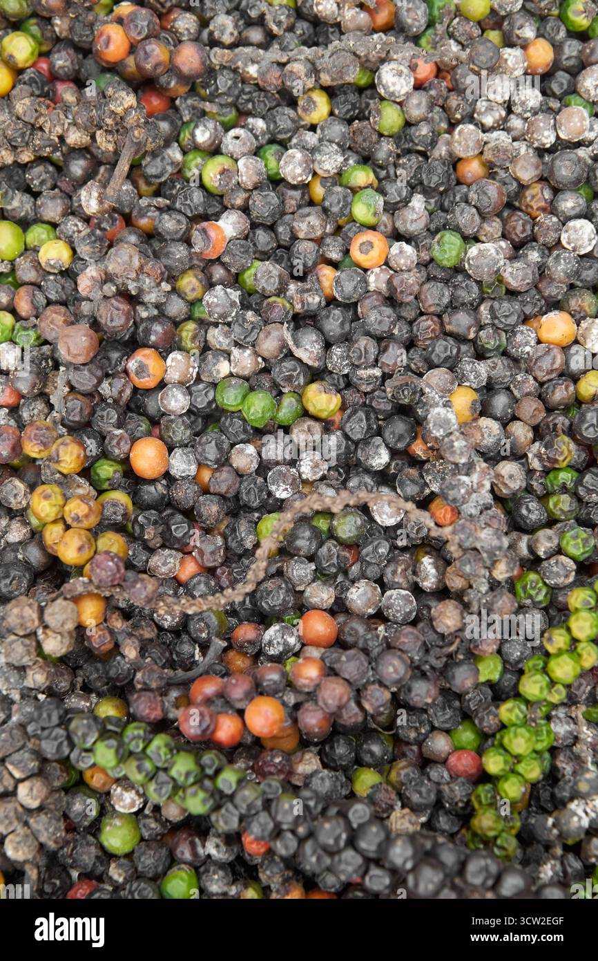 primo piano di grani di pepe misti ammuffiti, bacche nere, verdi e marroni rovinate con crescita fungina, concetto di spreco di spezie e risultato di cibo improprio Foto Stock