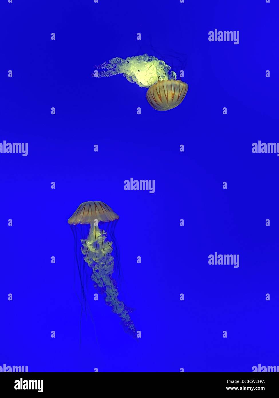 Due meduse che galleggiano nell'acqua blu scuro dell'acquario con sfumature verdi e gialle Foto Stock