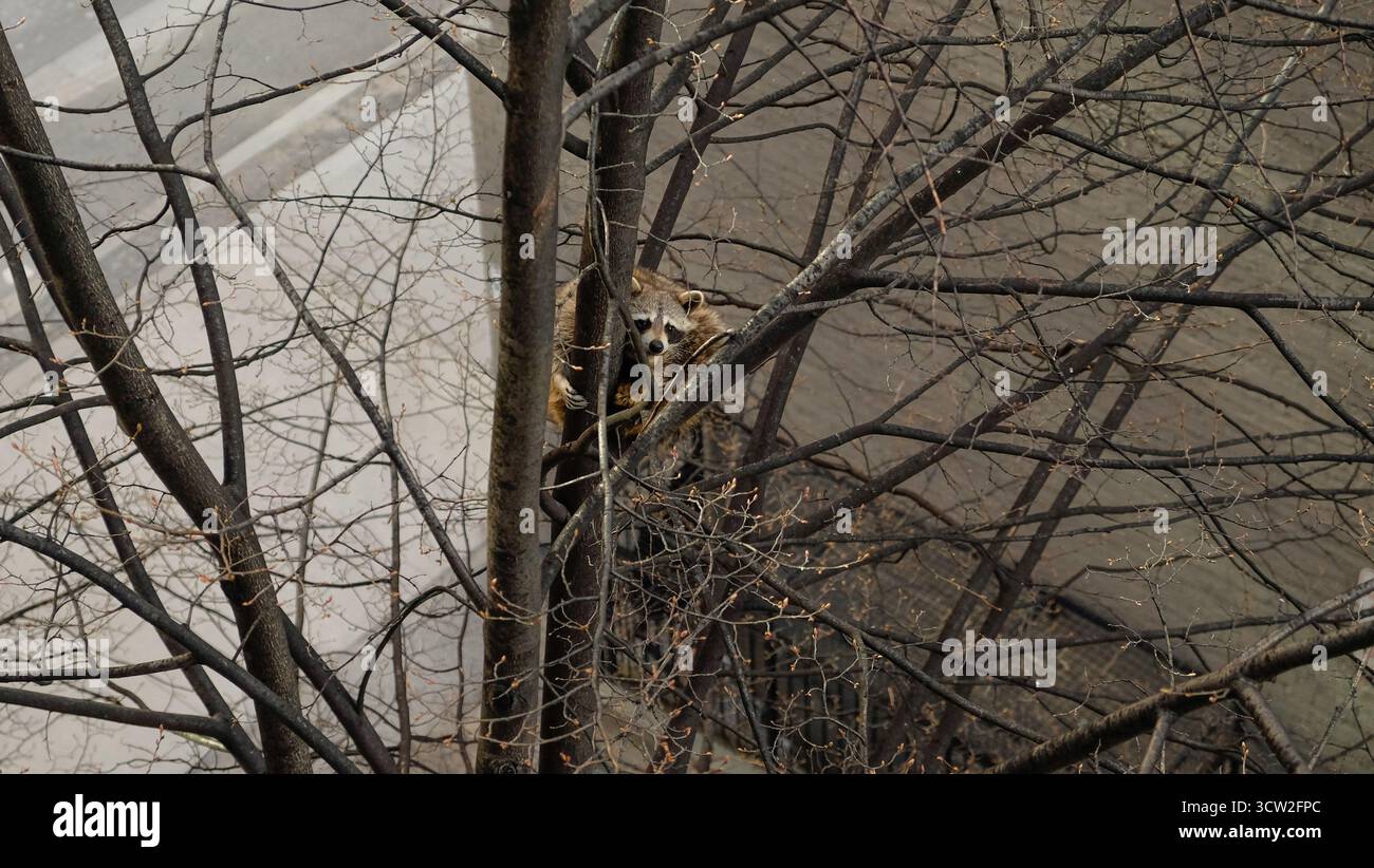 Raccoon arroccato in un albero senza foglie sopra una strada urbana Foto Stock
