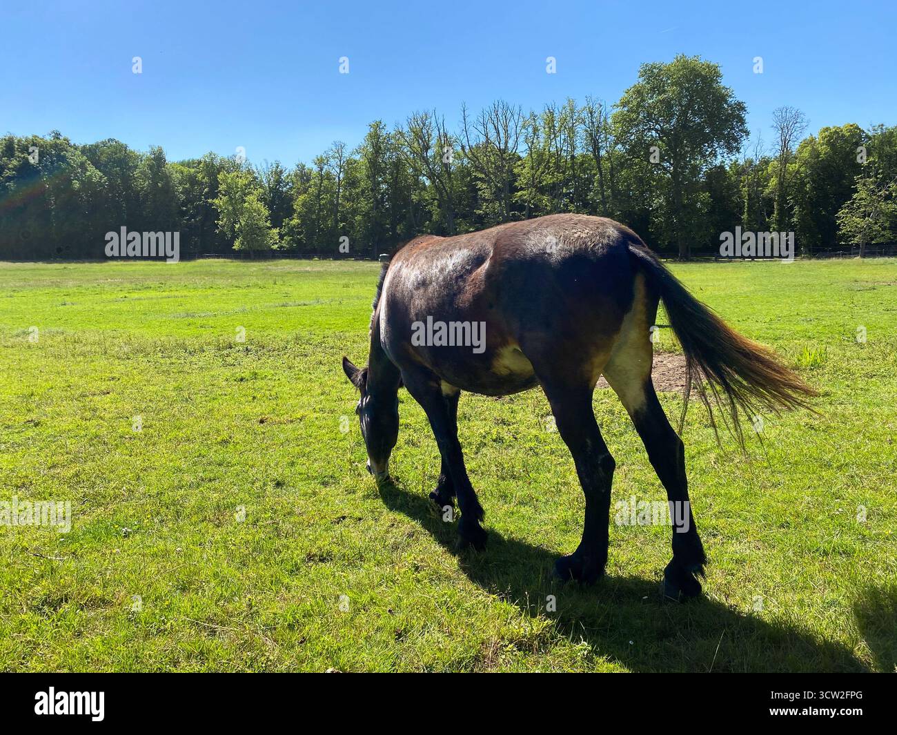 Cavallo bruno che pascolava in un prato verde Foto Stock