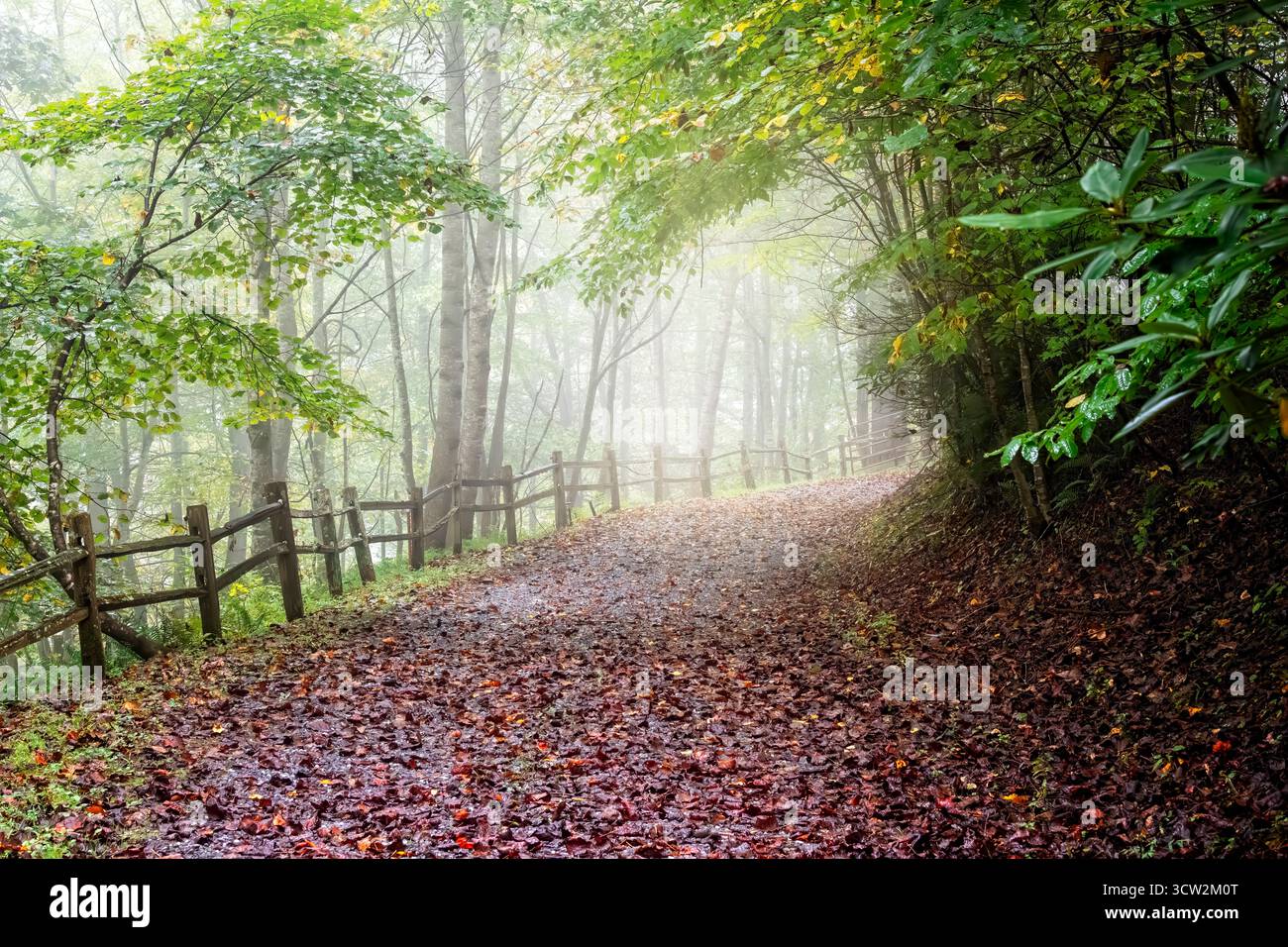 Sole che sbircia nella nebbia e nei profondi boschi, nella campagna del North Carolina in autunno Foto Stock
