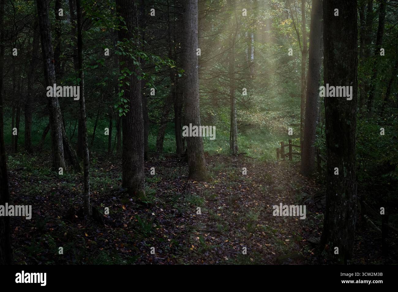 Foresta scura con luce solare che si affievolisce, tra le montagne del North Carolina Foto Stock