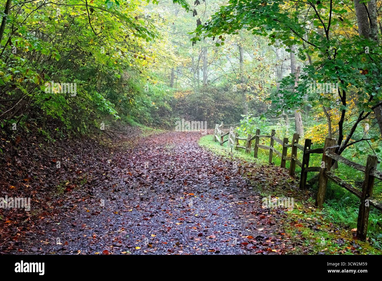 Sole che sbircia nella nebbia e nei profondi boschi, nella campagna del North Carolina in autunno Foto Stock