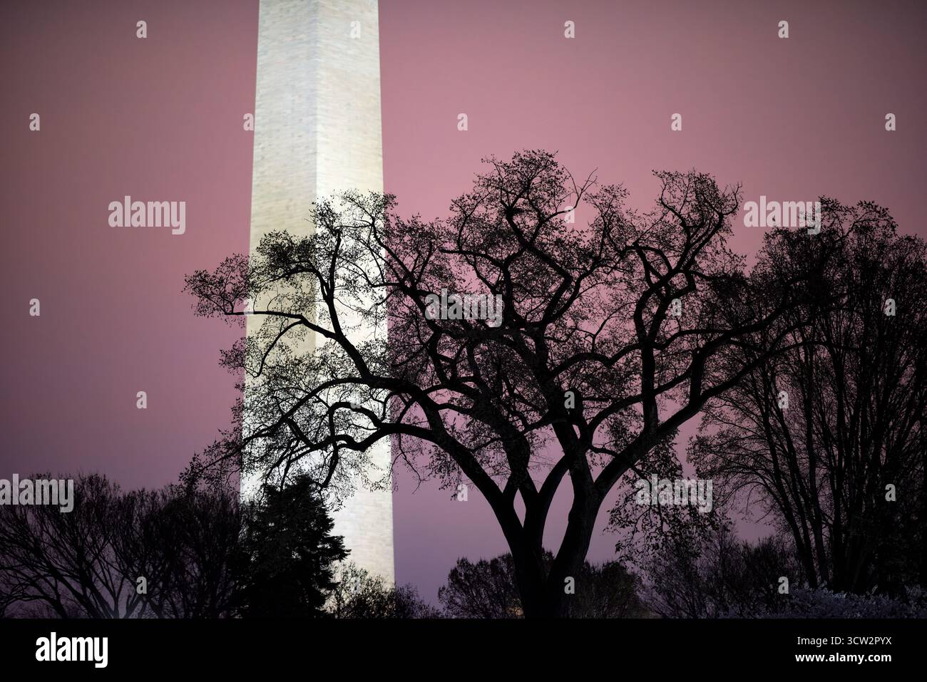 Washington Monument National Mall Washington DC prima dell'alba // WASHINGTON DC - il Washington Monument è visto contro un cielo prealba, con alberi sagomati in primo piano. Questo iconico obelisco sul National Mall commemora George Washington, il primo presidente degli Stati Uniti. Alto 169,29 metri (555 piedi e 1/8 pollici), è l'obelisco di pietra più alto del mondo. Costruito in marmo, granito e gneiss di pietra blu, fu completato nel 1884. Il monumento è un punto di riferimento importante nella capitale della nazione. Foto Stock