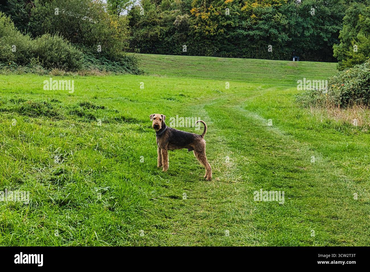 Airedale Terrier in piedi su prati verdi nel parco, in cerca di allerta nelle nuvolose giornate autunnali Foto Stock