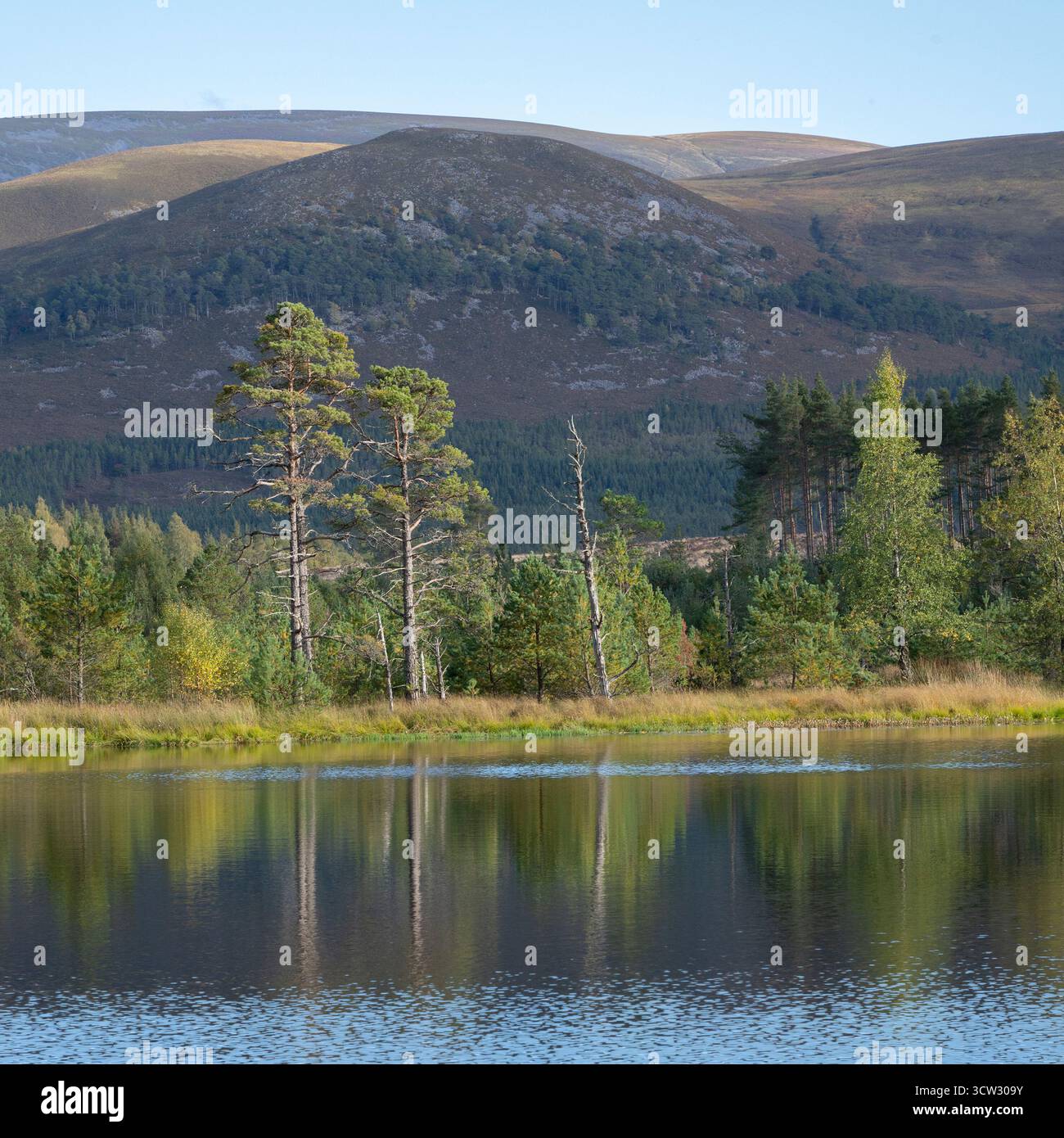 Uath Lochan, Glen Feshie, Cairngorms, Scozia Foto Stock