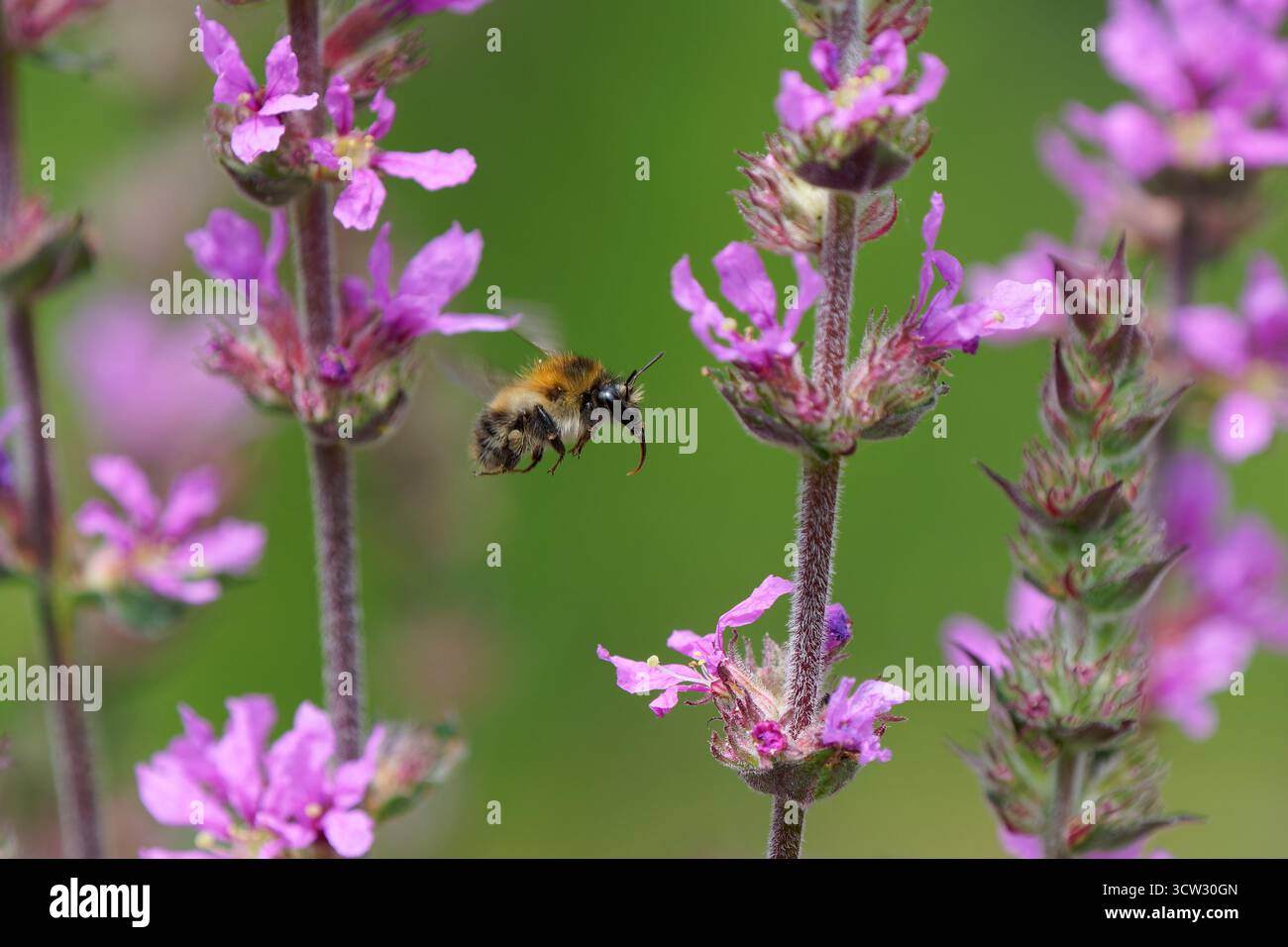 Un'ape a carretto comune, Bombus pascuorum, visita Purple loosestrife - Lythrum salicaria. Foto Stock