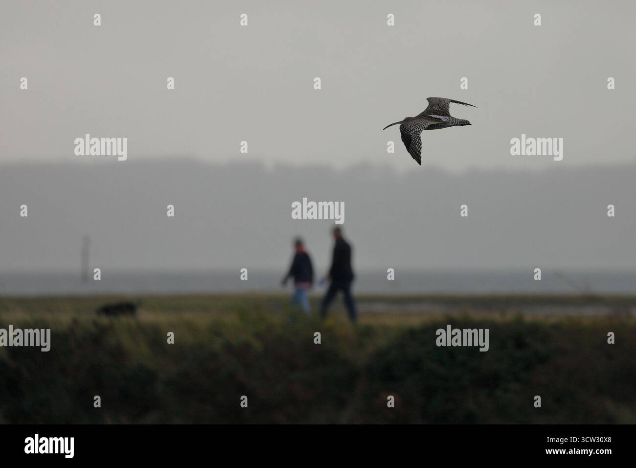 Un Curlew (numenius arquata) che vola da sinistra a destra su cespugli e erba nella riserva naturale delle paludi di Pennington, due persone che camminano dietro un cane Foto Stock