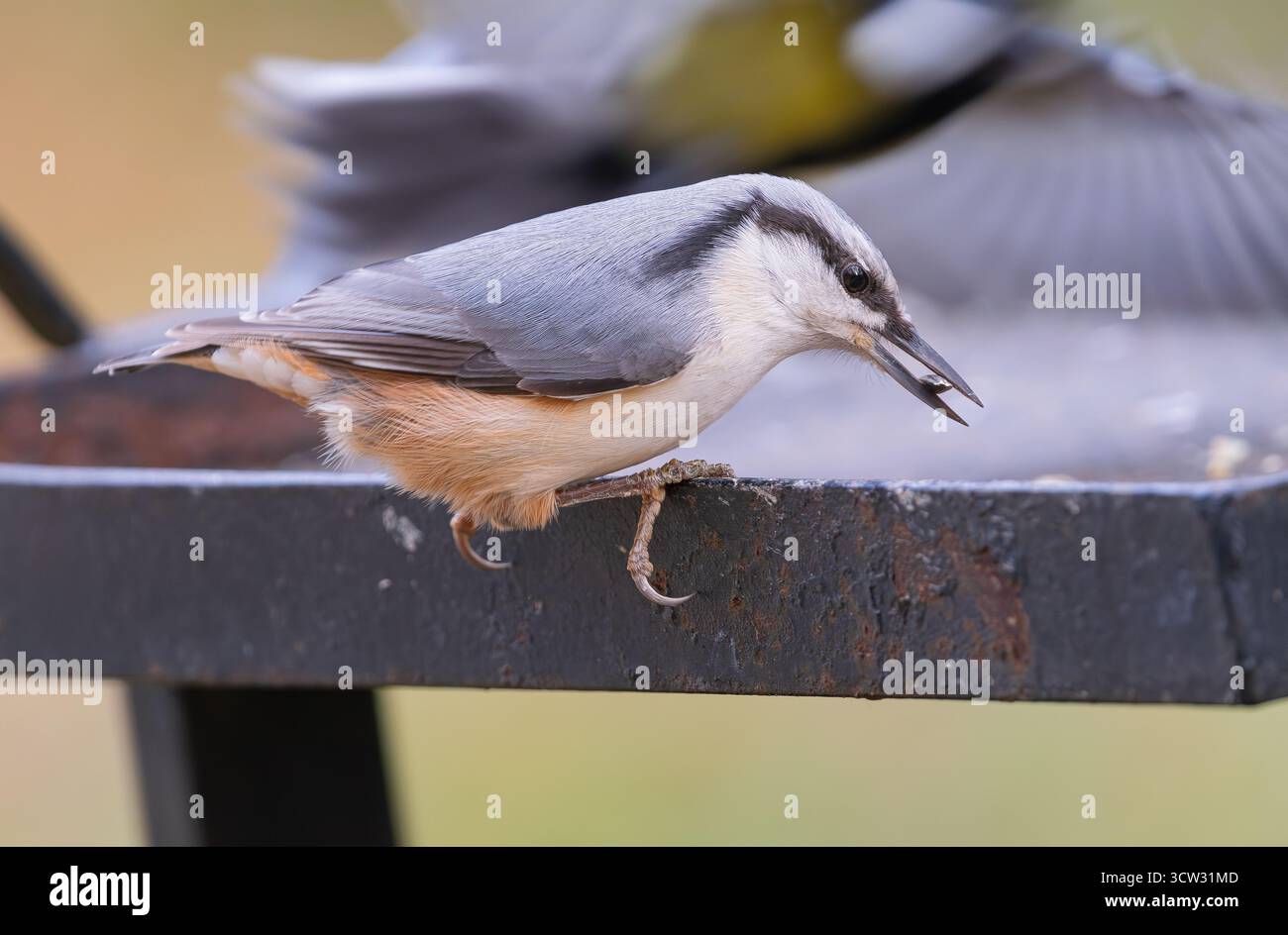 Nuthatch persiano, (Sitta tephronota), mangiando semi da un alimentatore di metallo in un parco Foto Stock