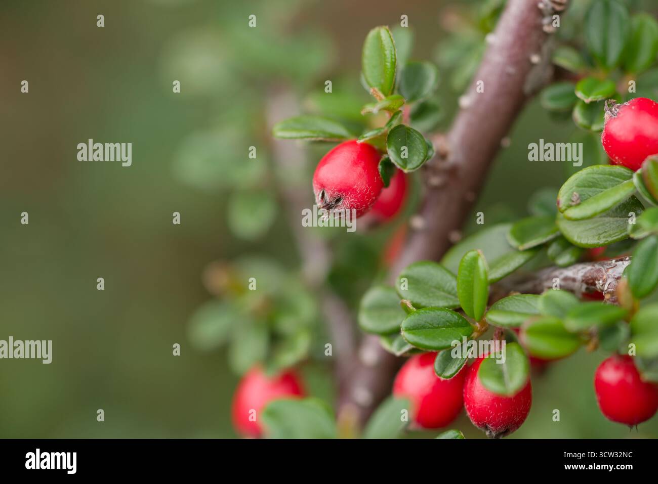 Primo piano di Cotoneaster cashmirensis, una pianta del Kashmir con foglie verdi lucide e vivaci bacche rosse, comunemente nota come Kashmir cotoneaster. Foto Stock