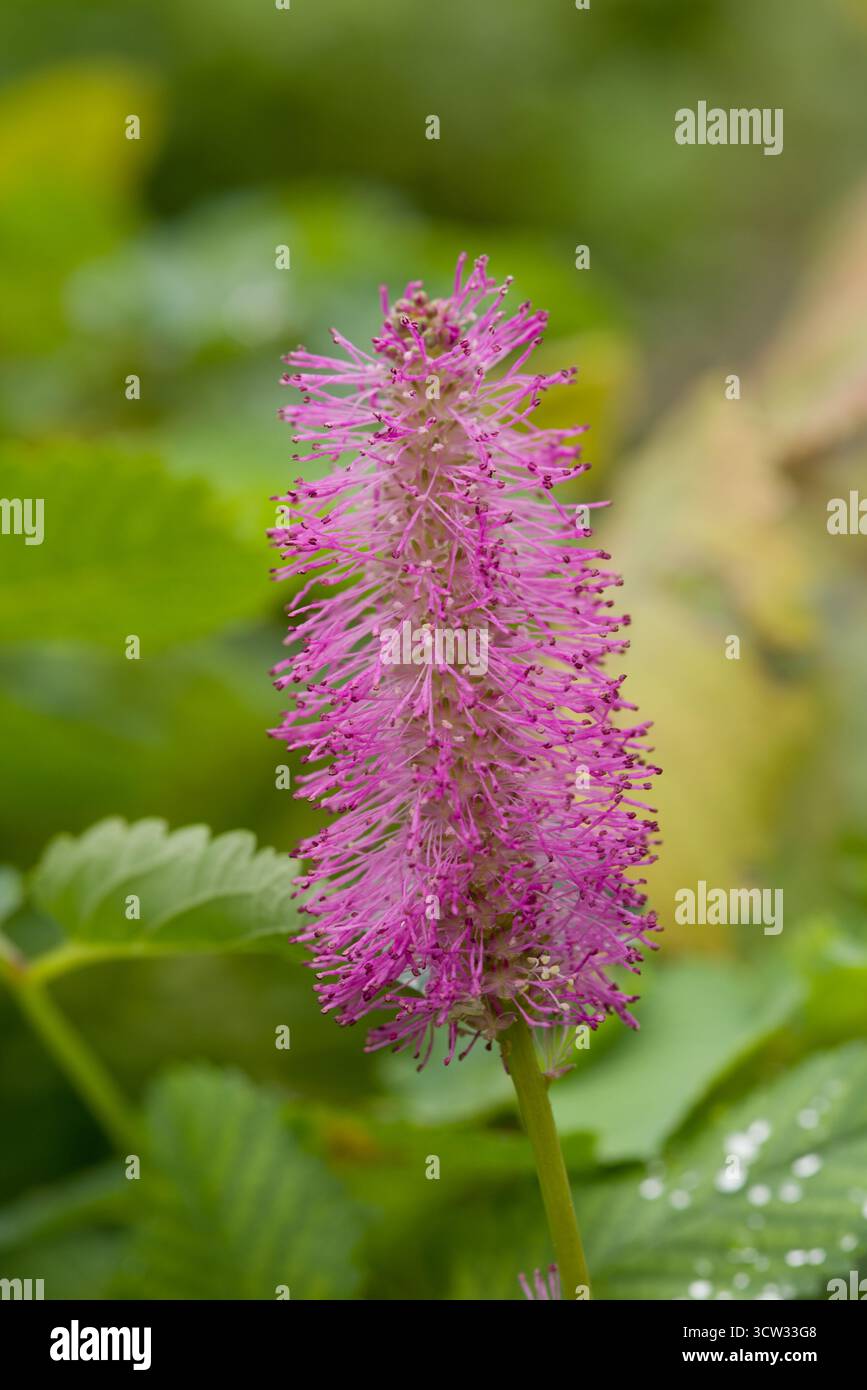 Una graziosa perenne con punte di fiori rosa simili a una bottiglia e foglie simili a una felce, che attirano gli impollinatori in estate. Foto Stock
