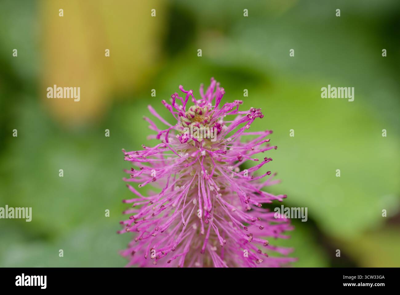 Una graziosa perenne con punte di fiori rosa simili a una bottiglia e foglie simili a una felce, che attirano gli impollinatori in estate. Foto Stock
