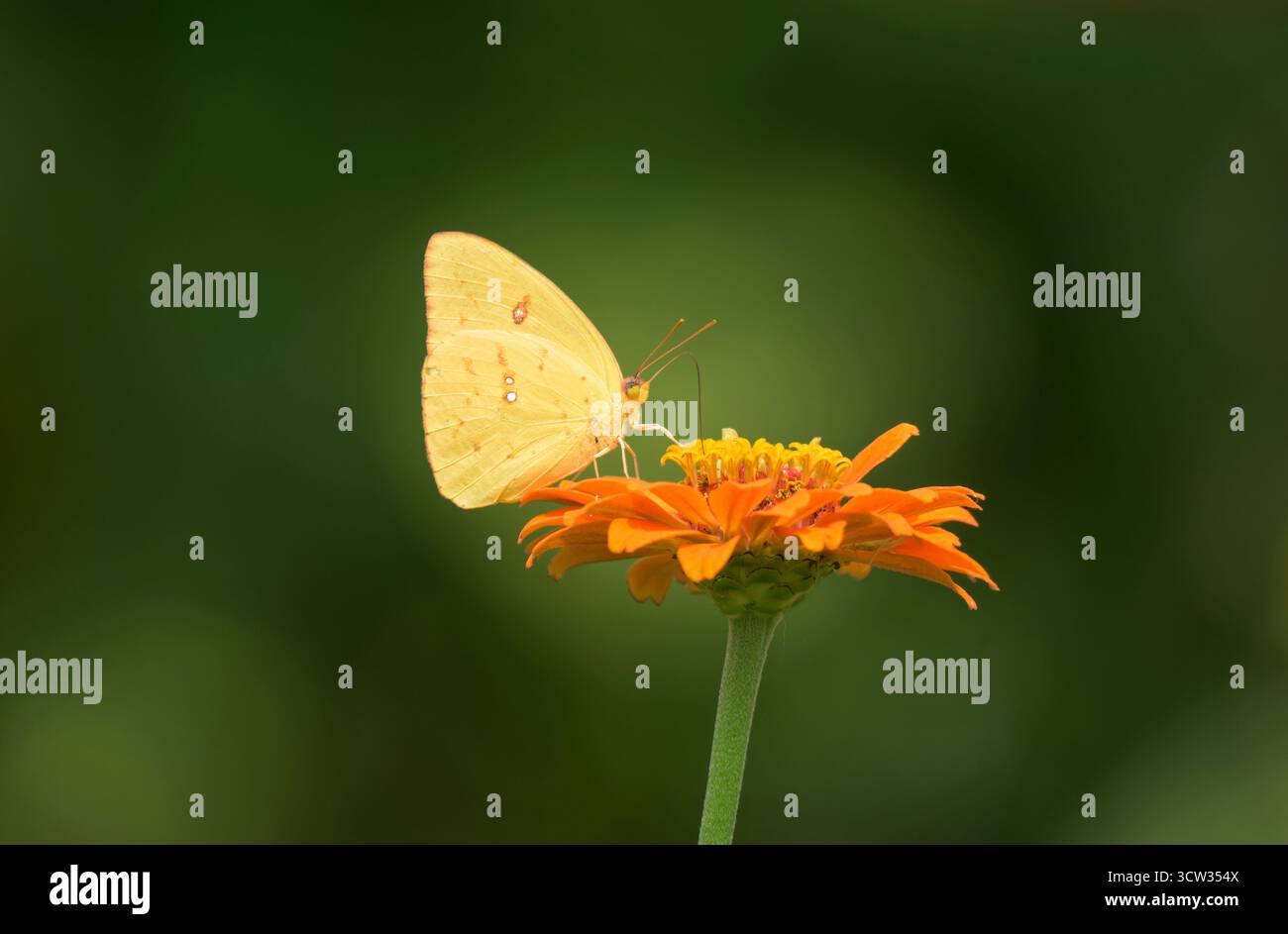 Brillante farfalla di zolfo gialla, femminile, senza nuvole, che riceve nettare da un fiore di Zinnia arancione, con sfondo verde Foto Stock