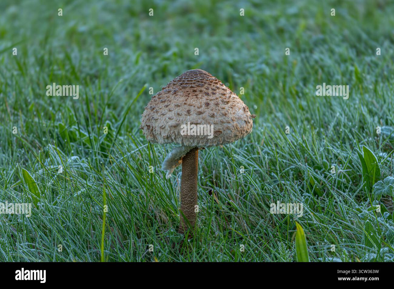 Parasol fungo nell'erba mattutina ghiacciata nelle montagne autunnali Foto Stock