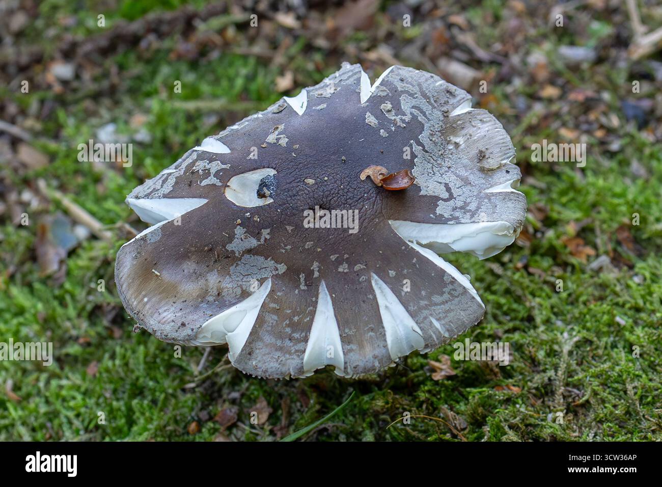 Funghi selvatici bianchi e neri Foto Stock