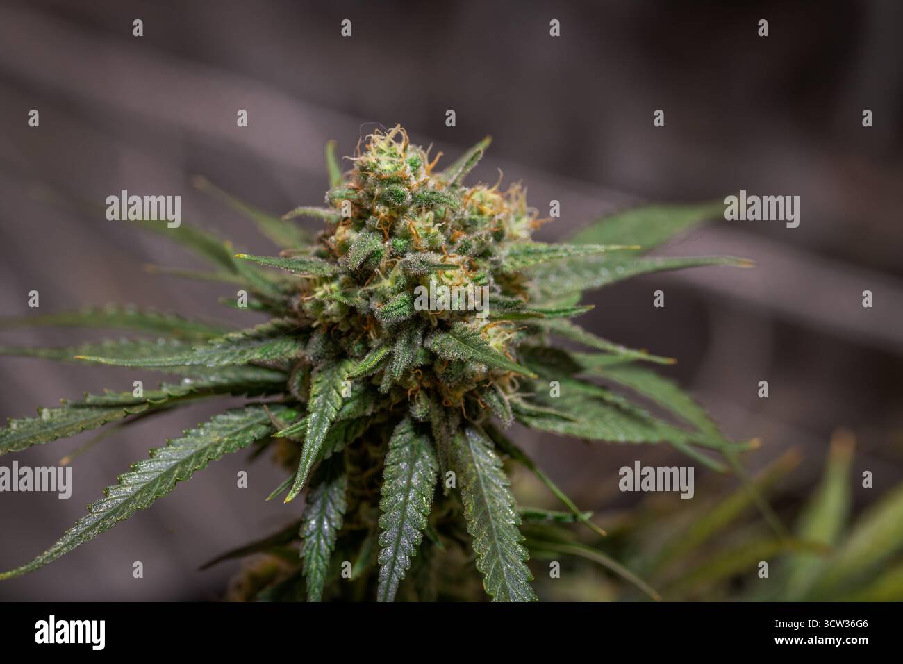 Varietà di formaggio nero di mela Hitchcock e formaggio blu fiore di marijuana al coperto Foto Stock