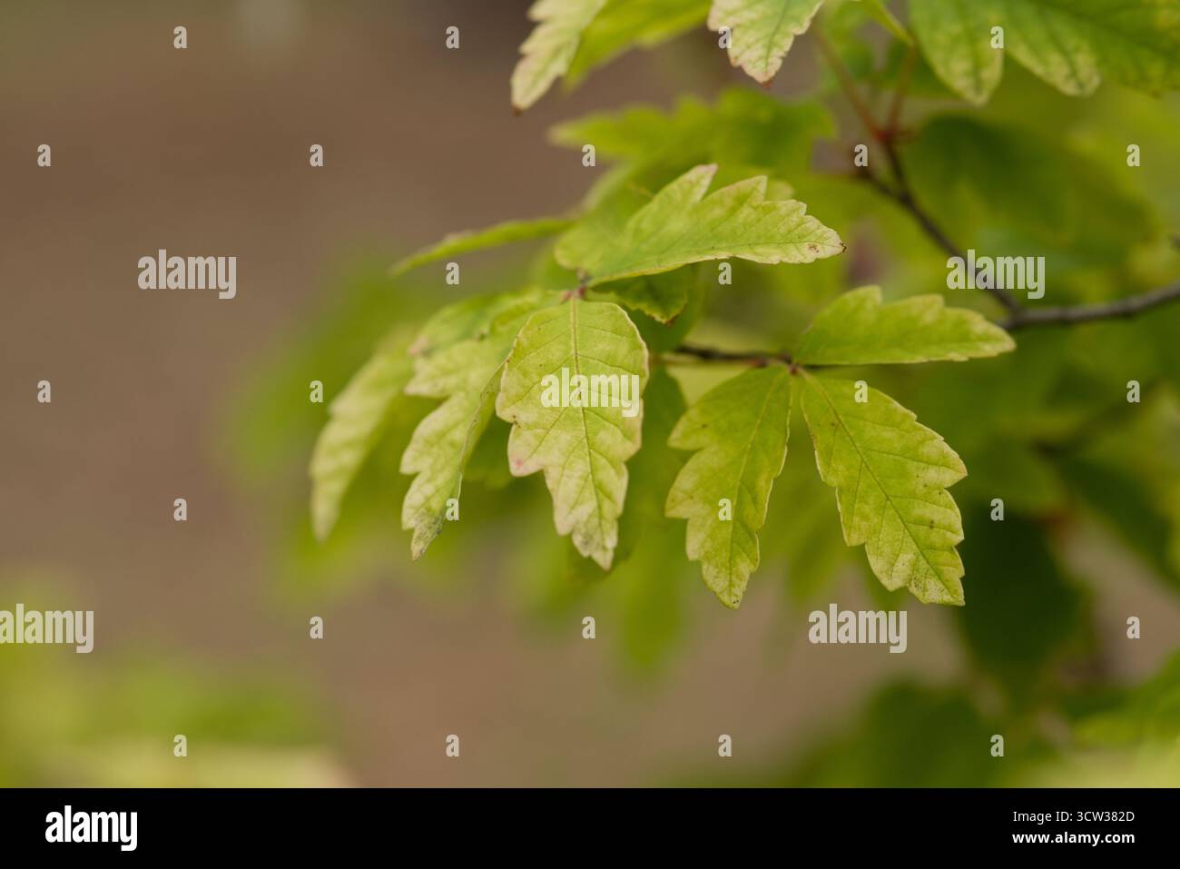 Primo piano delle foglie di Acer griseum, un piccolo albero ornamentale noto per la corteccia pelata color cannella e il delicato fogliame trifoliato. Foto Stock