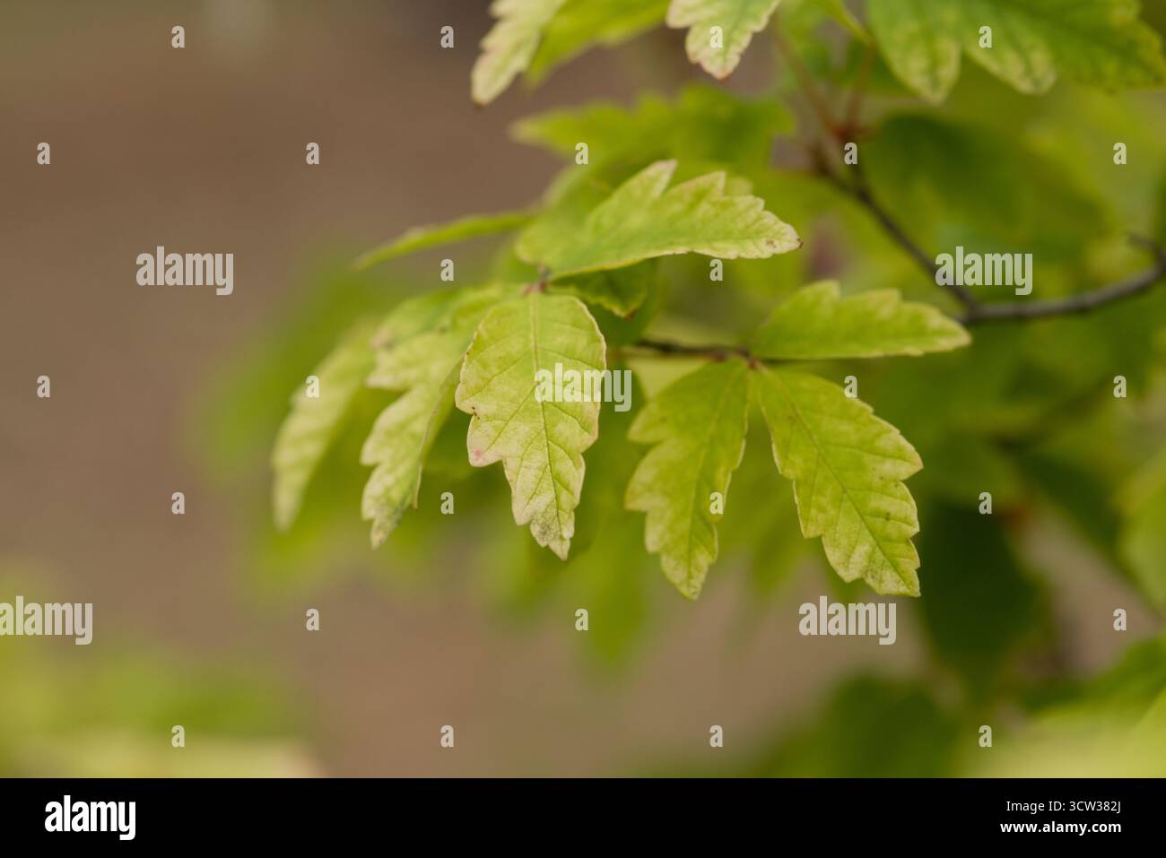 Primo piano delle foglie di Acer griseum, un piccolo albero ornamentale noto per la corteccia pelata color cannella e il delicato fogliame trifoliato. Foto Stock