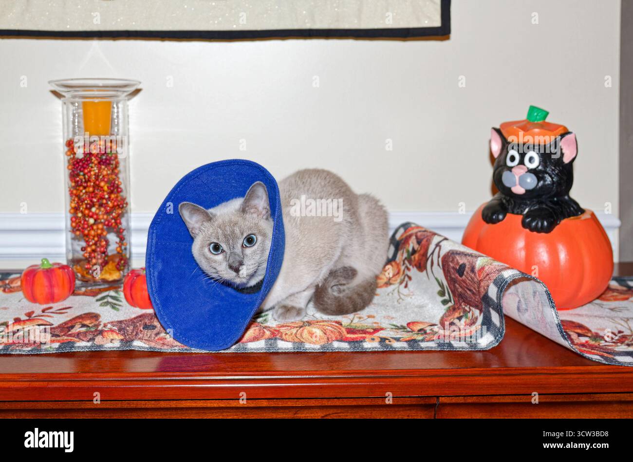 Gattino tonkinese, che indossa un cono intorno al collo, dopo l'intervento chirurgico, seduto tra le decorazioni autunnali, stendardo accostato, felino, animale domestico, di razza pura, PR Foto Stock