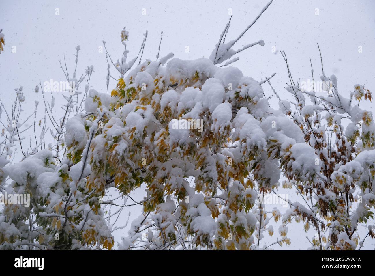 L'albero con il fogliame giallo autunnale è coperto di neve Foto Stock