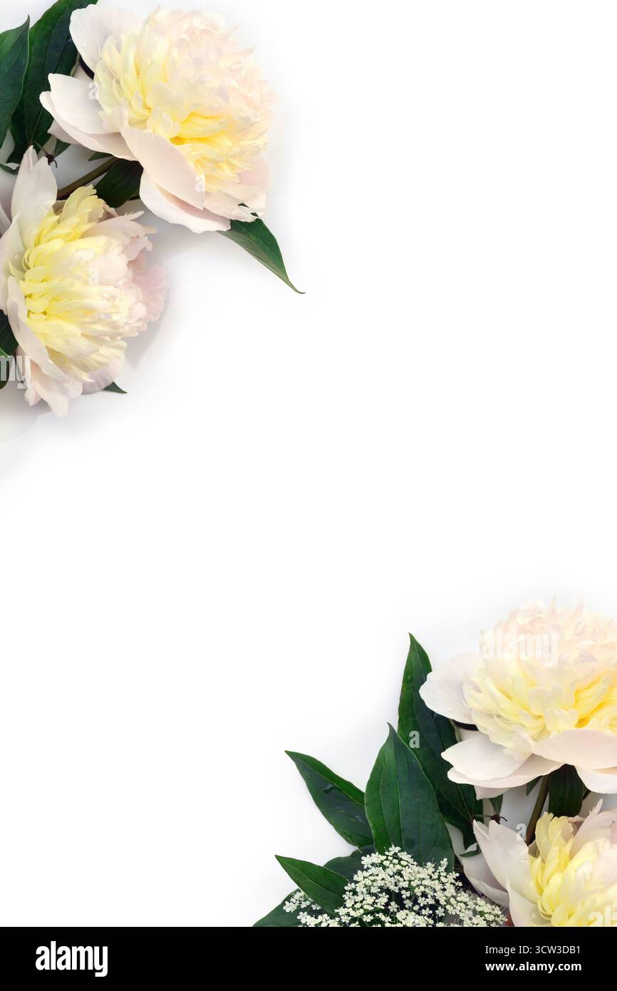 Due fiori di peonia crema bianca con foglie verdi su sfondo bianco. Composizione floreale minima con spazio di copia. Vista dall'alto, disposizione piatta Foto Stock
