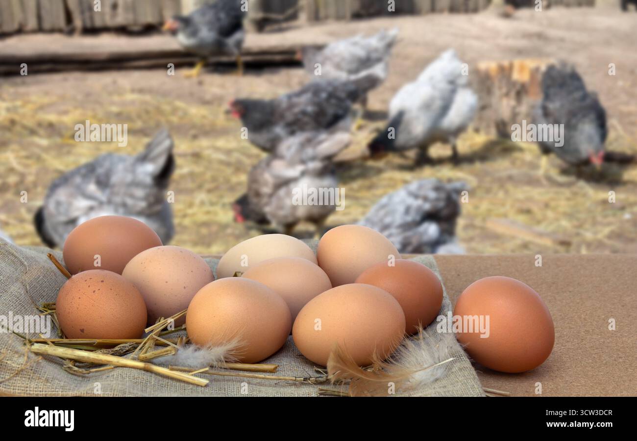 Le uova di allevamento su burlap e paglia sui polli pascolano sullo sfondo Foto Stock