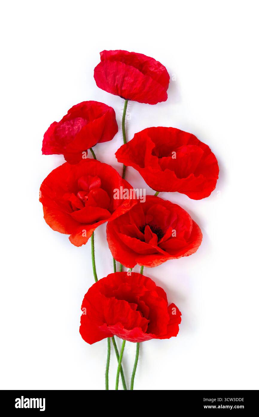 Fiori di papaveri rossi ( papavero di mais, rosa di mais, papavero di campo ) su sfondo bianco con spazio per il testo. Vista dall'alto, disposizione piatta Foto Stock