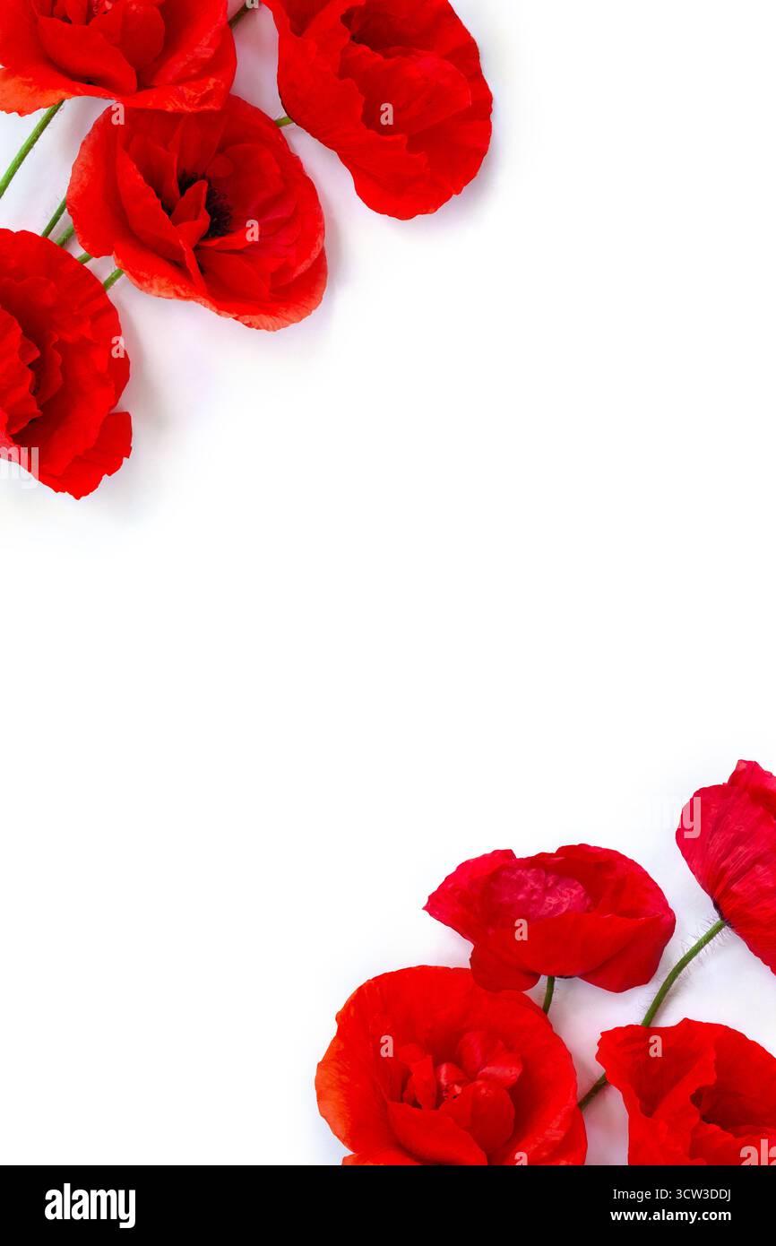 Fiori di papaveri rossi ( papavero di mais, rosa di mais, papavero di campo ) su sfondo bianco con spazio per il testo. Vista dall'alto, disposizione piatta Foto Stock