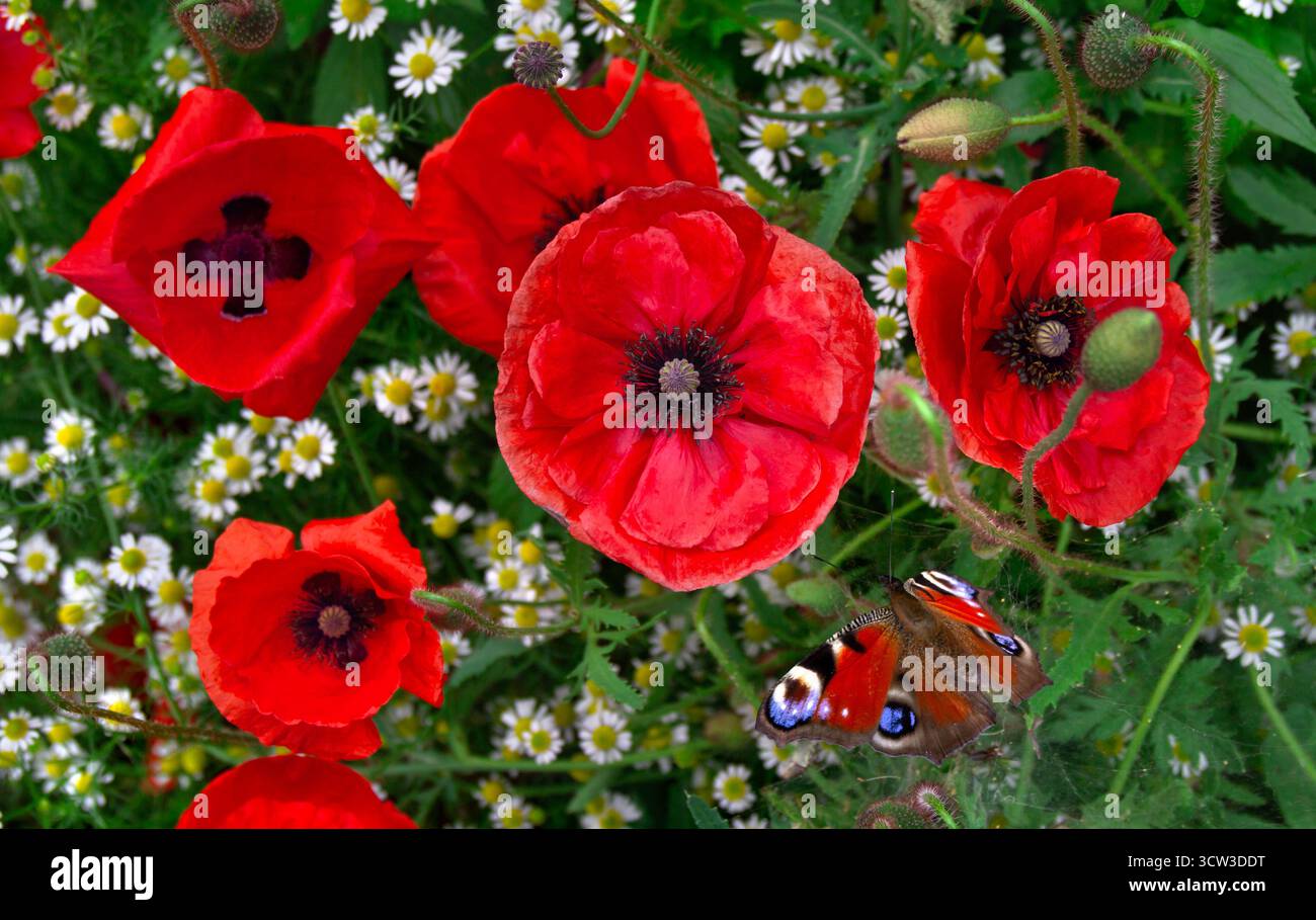 Fiori di papaveri rossi, farfalle e margherite bianche sul campo. Vista dall'alto Foto Stock