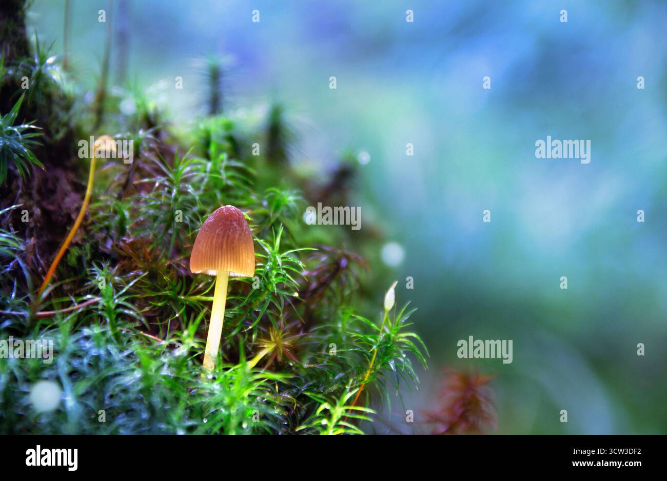 Primo piano di un fungo fantasy incandescente in una misteriosa foresta blu-verde. Atmosfera incantata con morbido bokeh e spazio per il testo Foto Stock